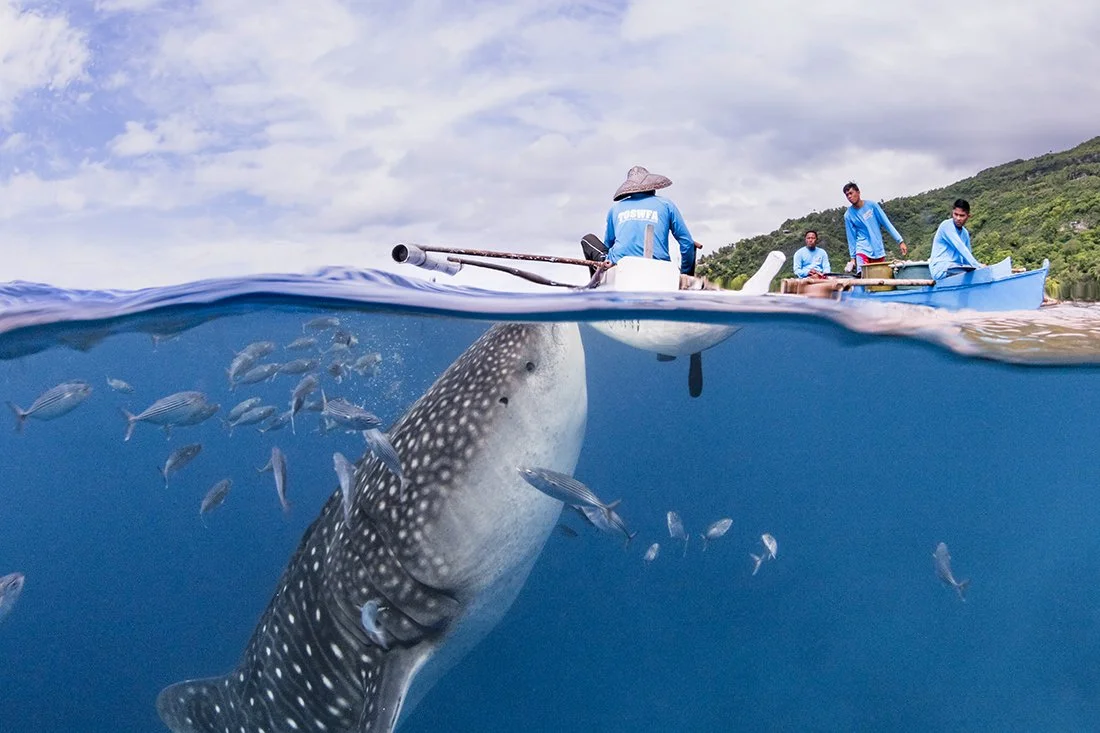 What the Sudden Disappearance of Oslob’s Whale Sharks Tells Us About an Unethical Industry
