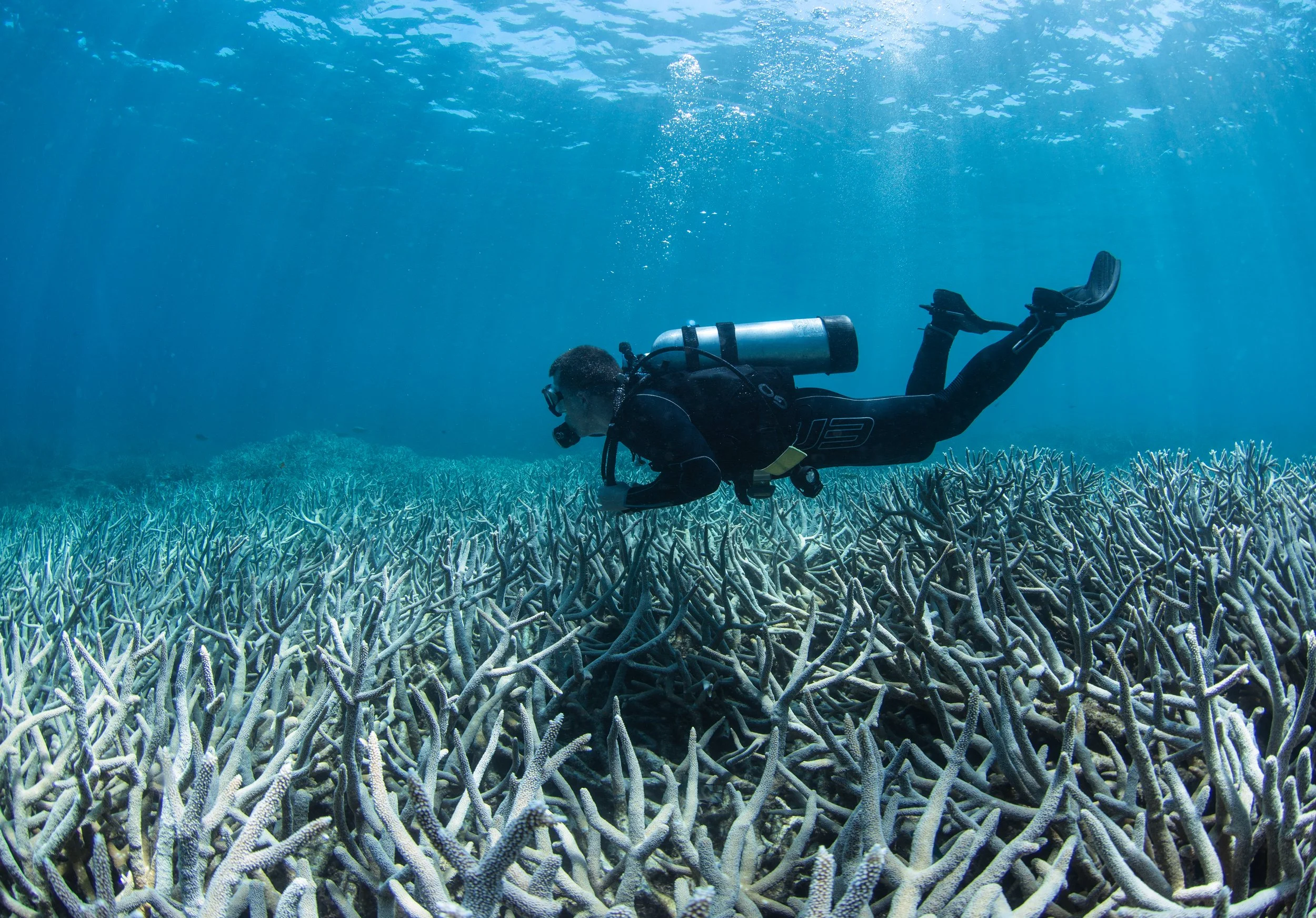 A scuba diver explore an underwater scene with sunlight streaming through the water, casting bleached corals. The mood is serene and adventurous.