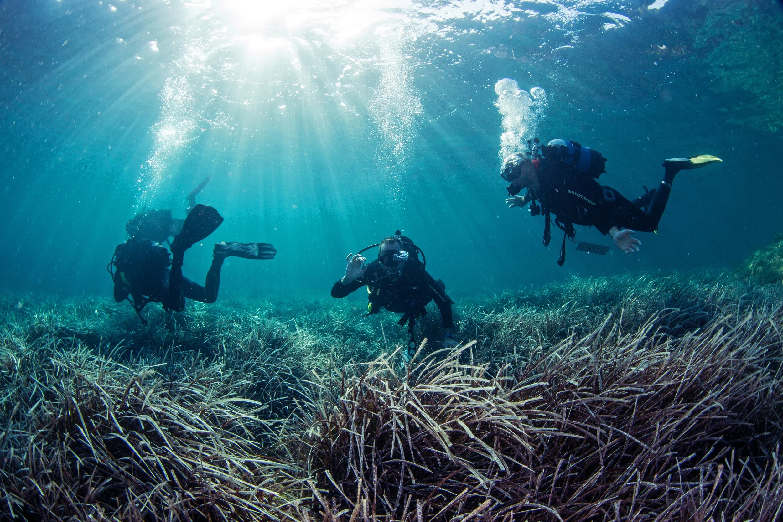 Three scuba divers explore an underwater scene with sunlight streaming through the water, casting rays on the sea grass. The mood is serene and adventurous.