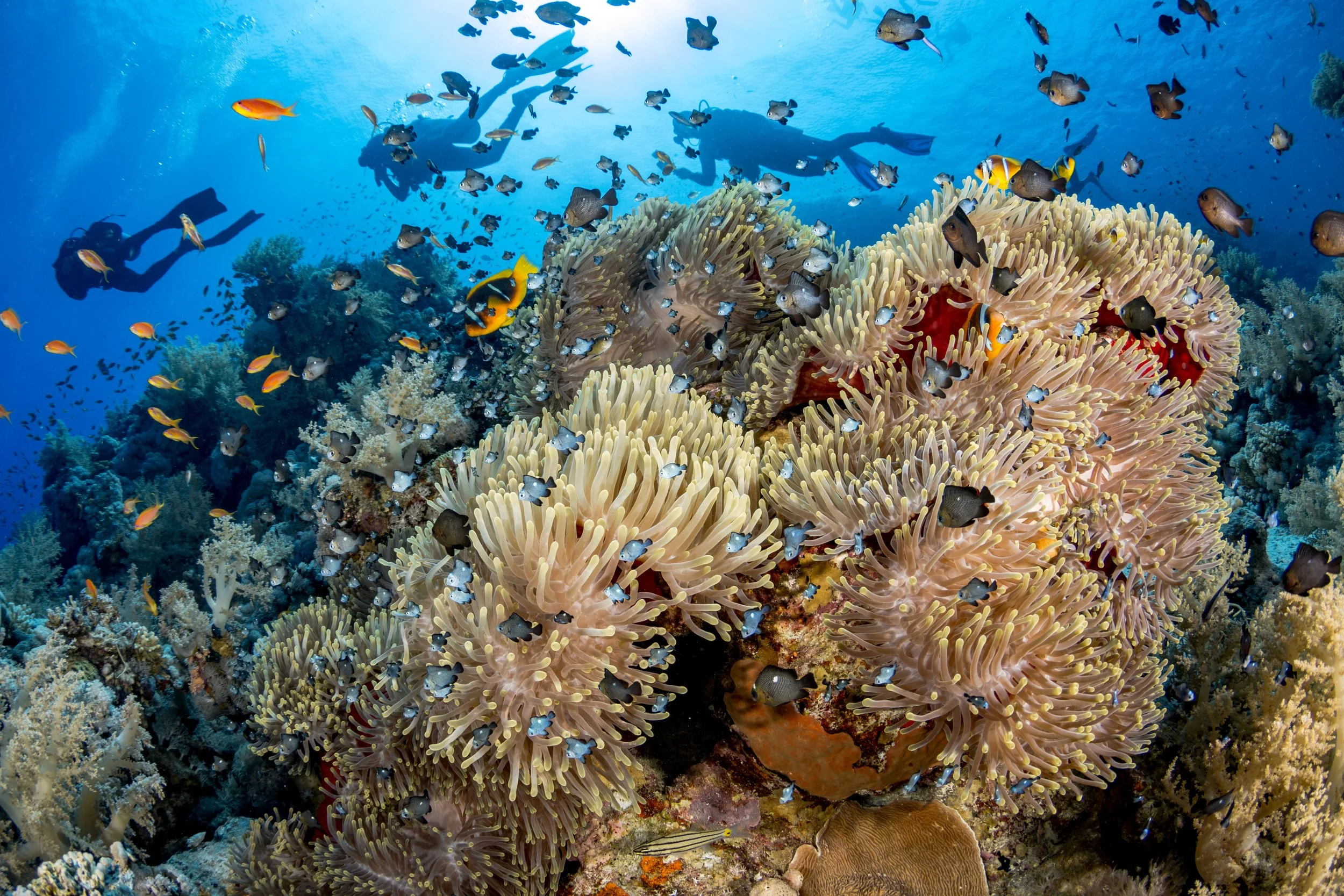 Diverse marine life with colorful fish swim over vibrant coral and anemones. Three divers explore the clear, sunlit blue water above them.