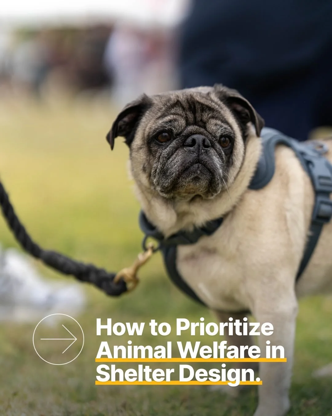 At COAR, every detail is intentional. From stress-reducing dog kennels and playful cat habitats to behavior centers and social spaces, our designs help create an environment where animals can feel safe, comfortable, and cared for.

Bright, welcoming 