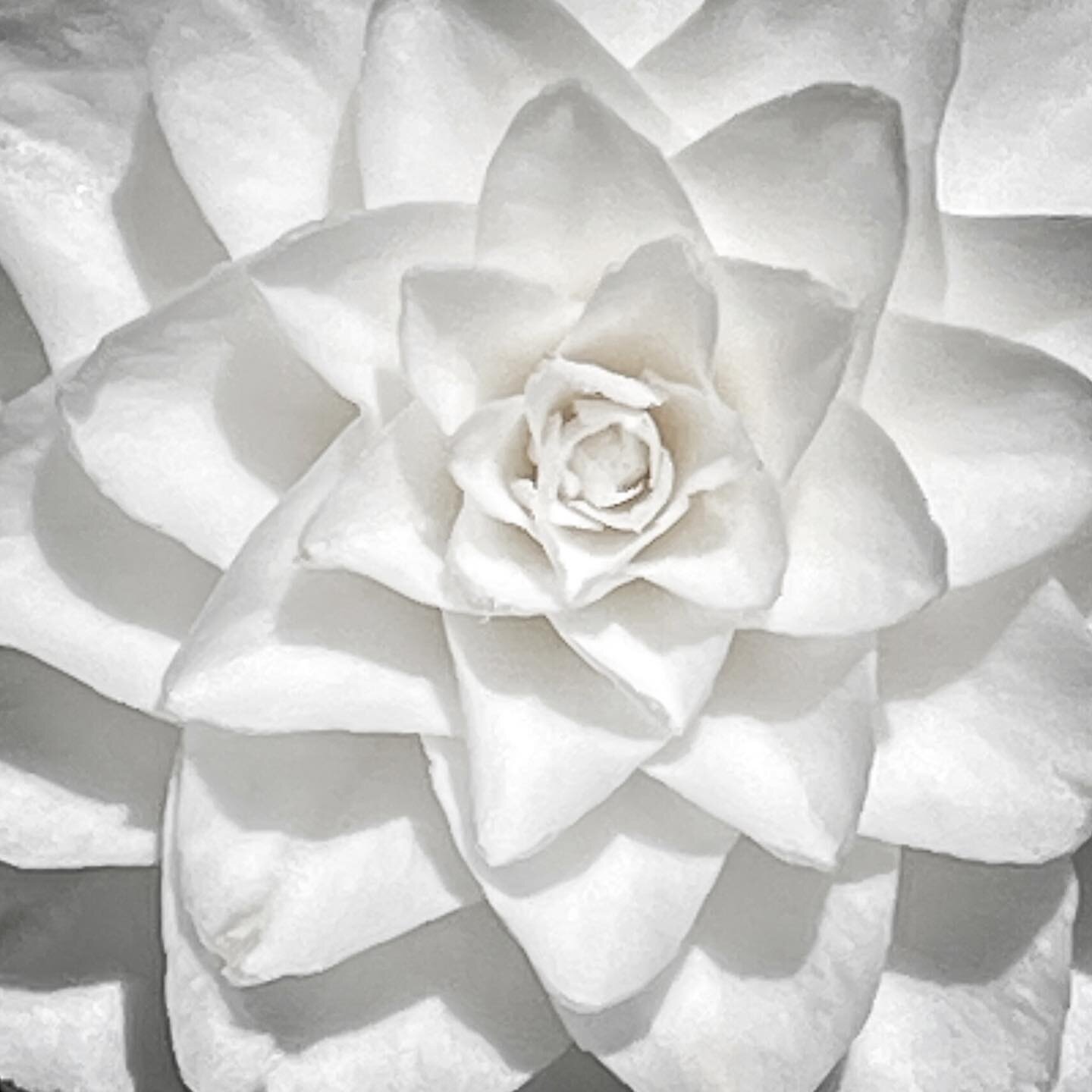 Camellia!

#inmygarden #camellia #whidbeyisland