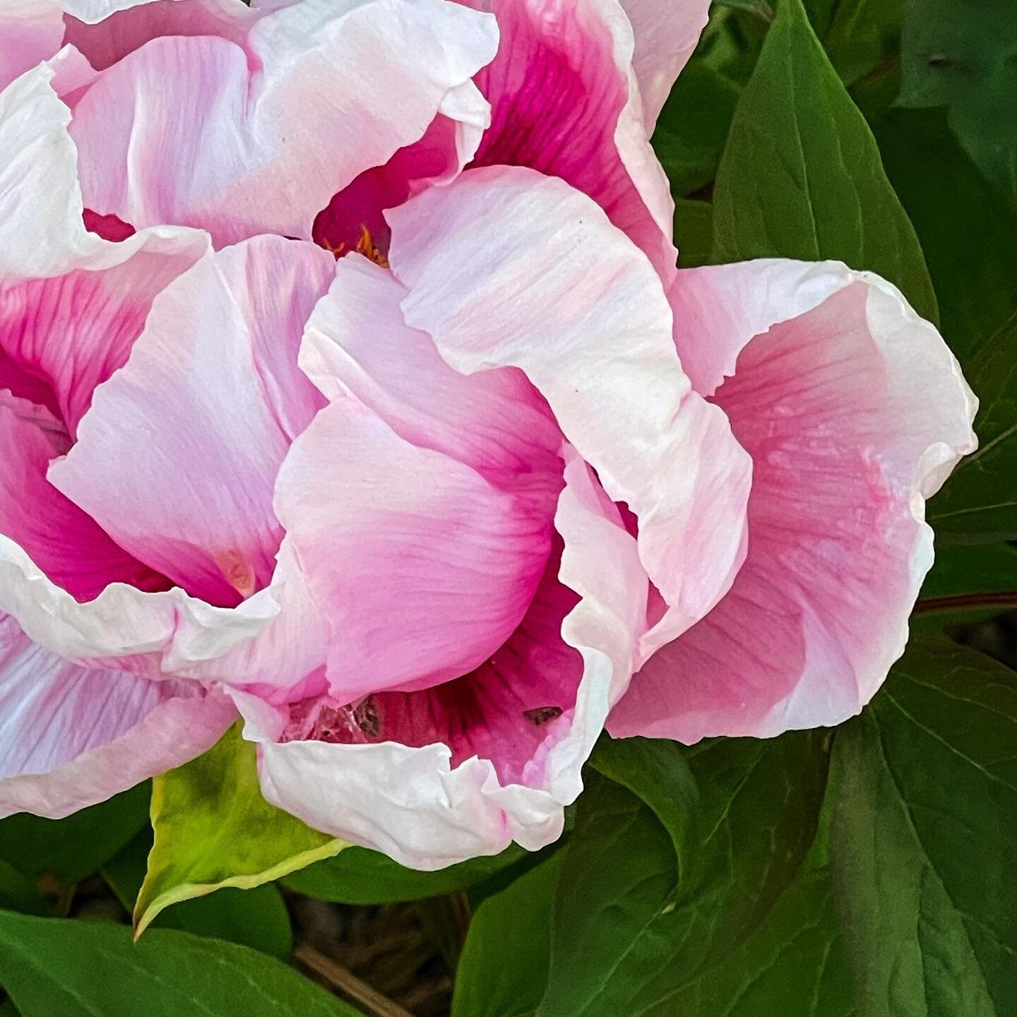 Our peonies are poppin!
#inmybackyard #peonies #whidbeyisland