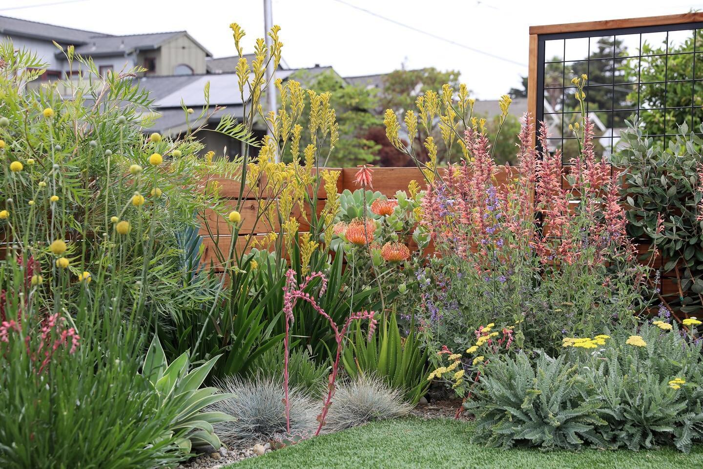 Succulents, perennials, and shrubs - oh my! We love fun and creative plant combos, and sustainability is at the center of every design decision we make. Your yard should be part of the solution, not the problem. Water conservation is more important t