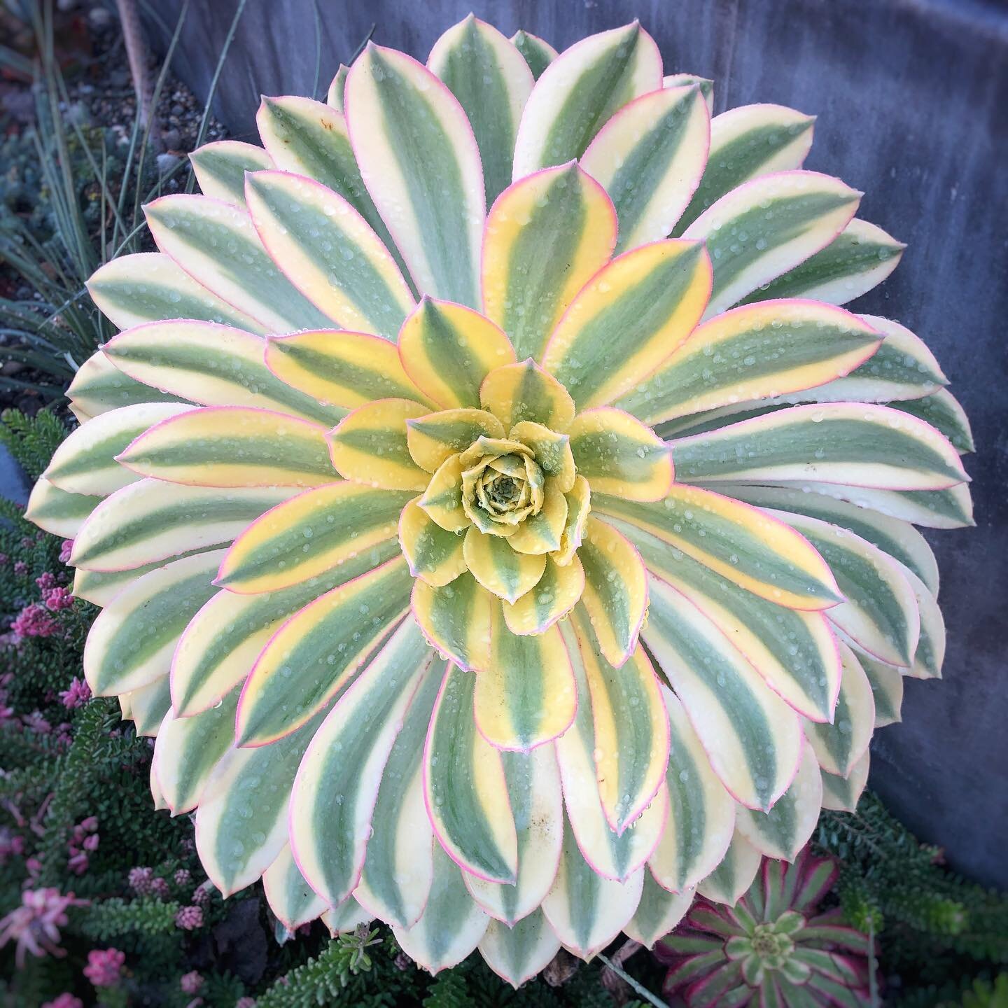Aeonium &lsquo;Sunburst&rsquo; / Our namesake and one of our favorite plants for Coastal California gardens. 

We love this succulent because it gives year-round color and brightness, bringing a little burst of sunshine to your yard even on those dam