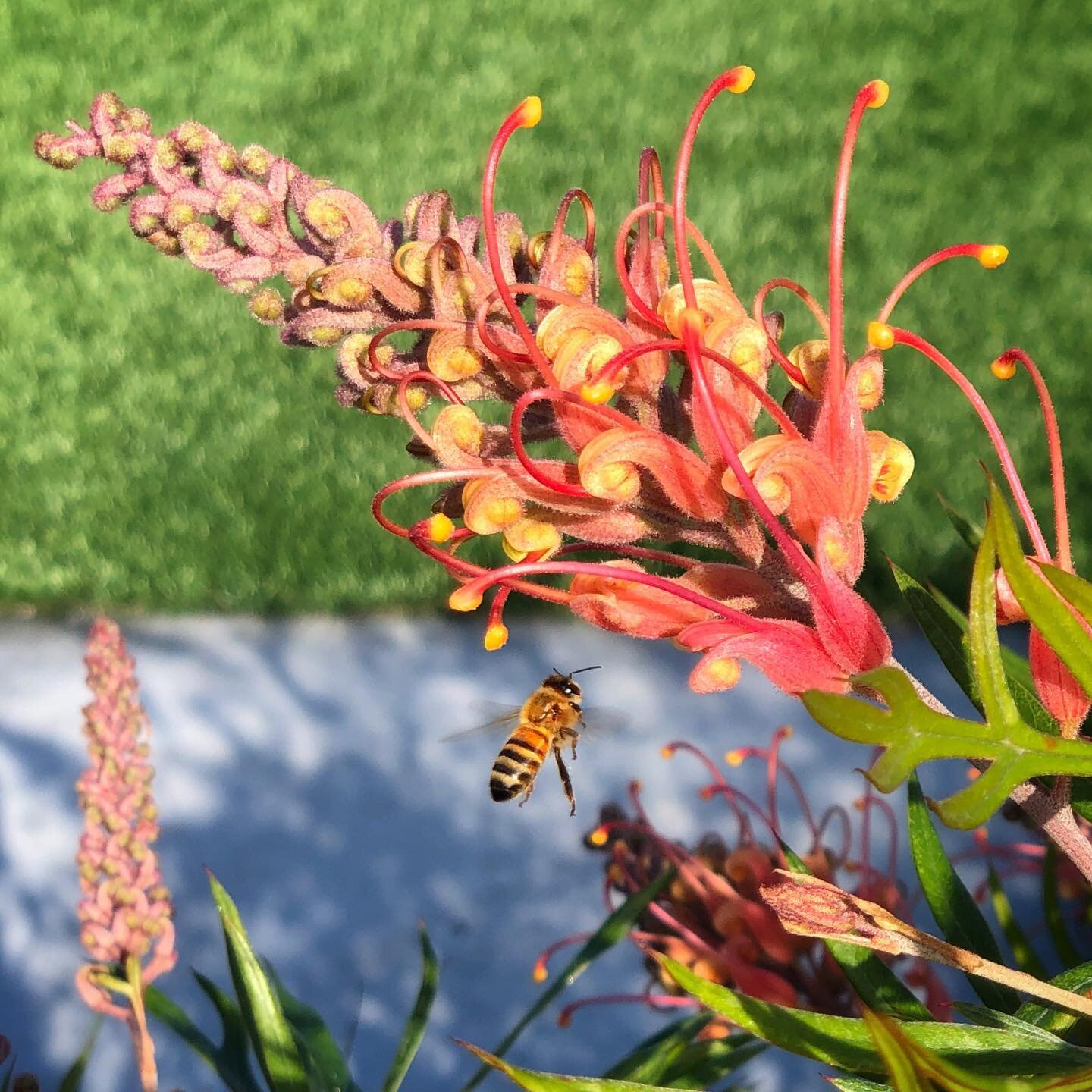 Grevillea &lsquo;Superb&rsquo; | This stunner of an Australian shrub checks all the boxes: 

✔️Striking coral and yellow colors
✔️Prolific year-round blooms
✔️Long lasting flowers
✔️Beautifully textured foliage 
✔️Evergreen 
✔️Low water needs &amp; d