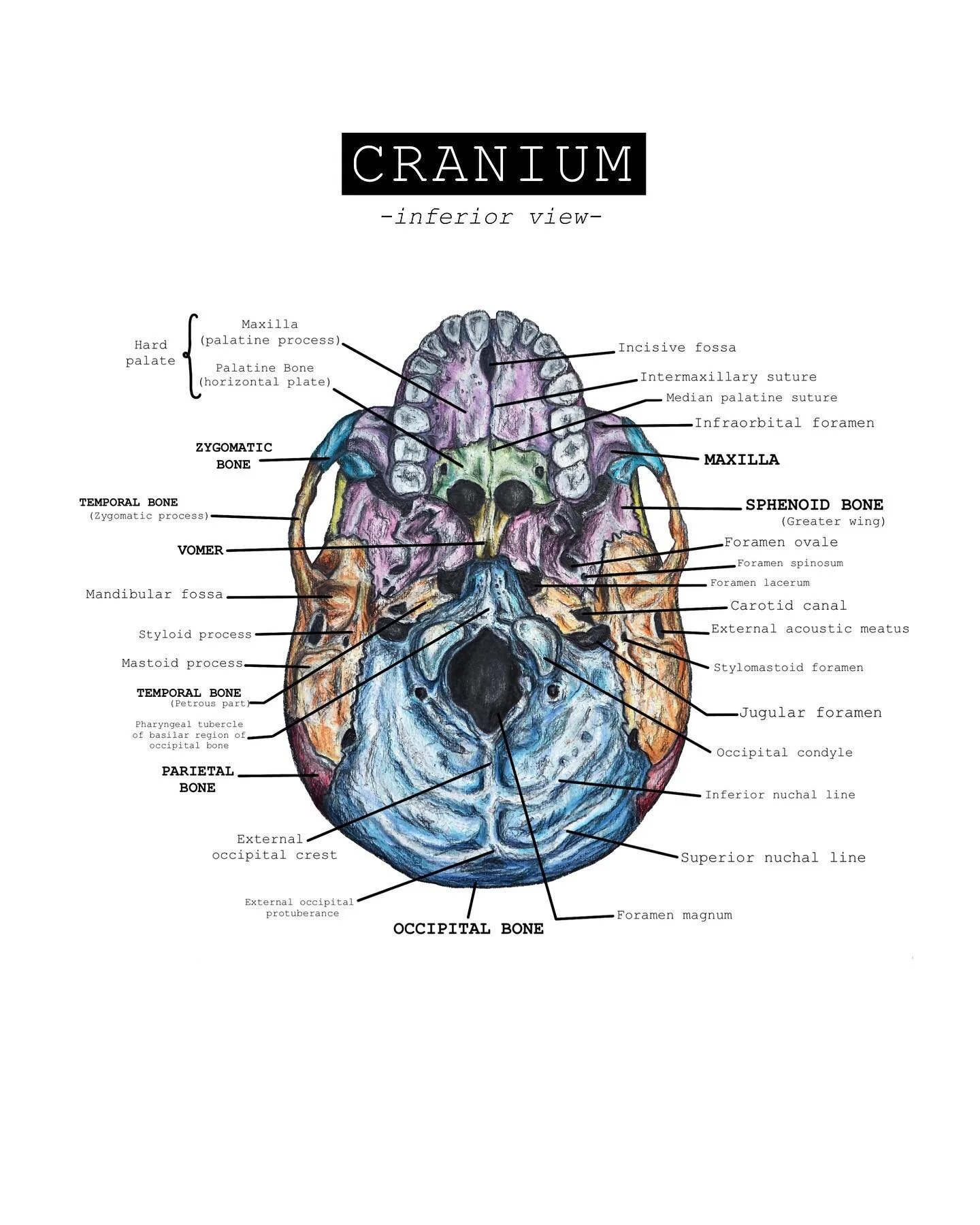 The structures of the cranium are some of the most fascinating, beautiful and complex forms within the humans body. 

Nestled within our head is an intricate network of bones, tissues, membranes, nerves and fluids all of which work in constant recipr