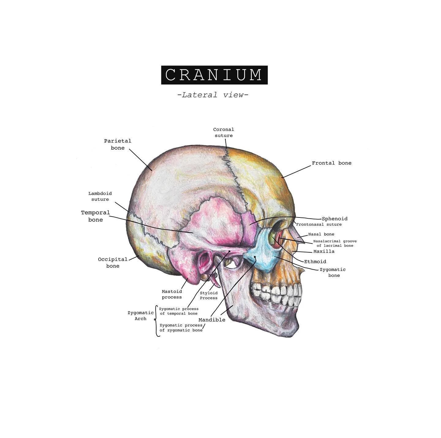 Beautiful cranial bones 💀

The way in which the bones of the cranium move and interact with each other can have vast impacts on the health and functioning of our body; physically, mentally and emotionally. 

Within craniosacral therapy we help facil