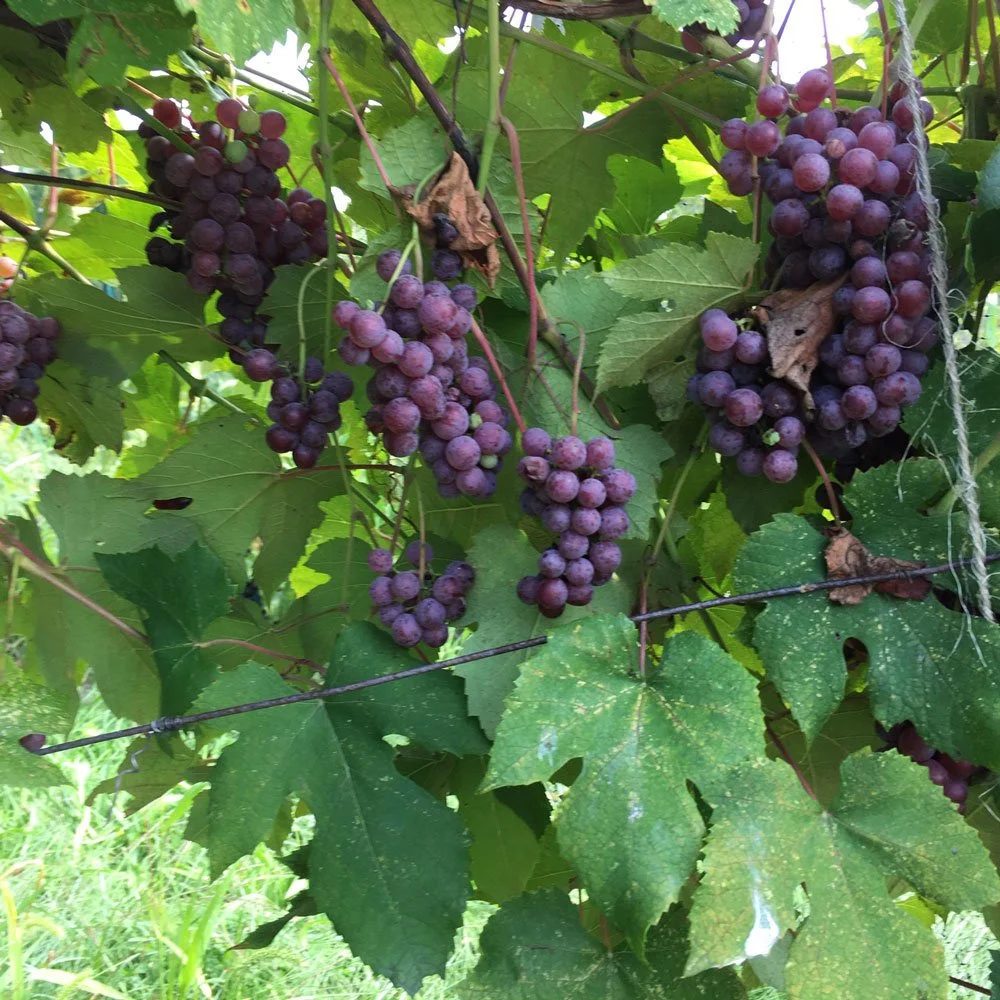 Heritage Grape Vines — Hudson Valley Heritage Wines