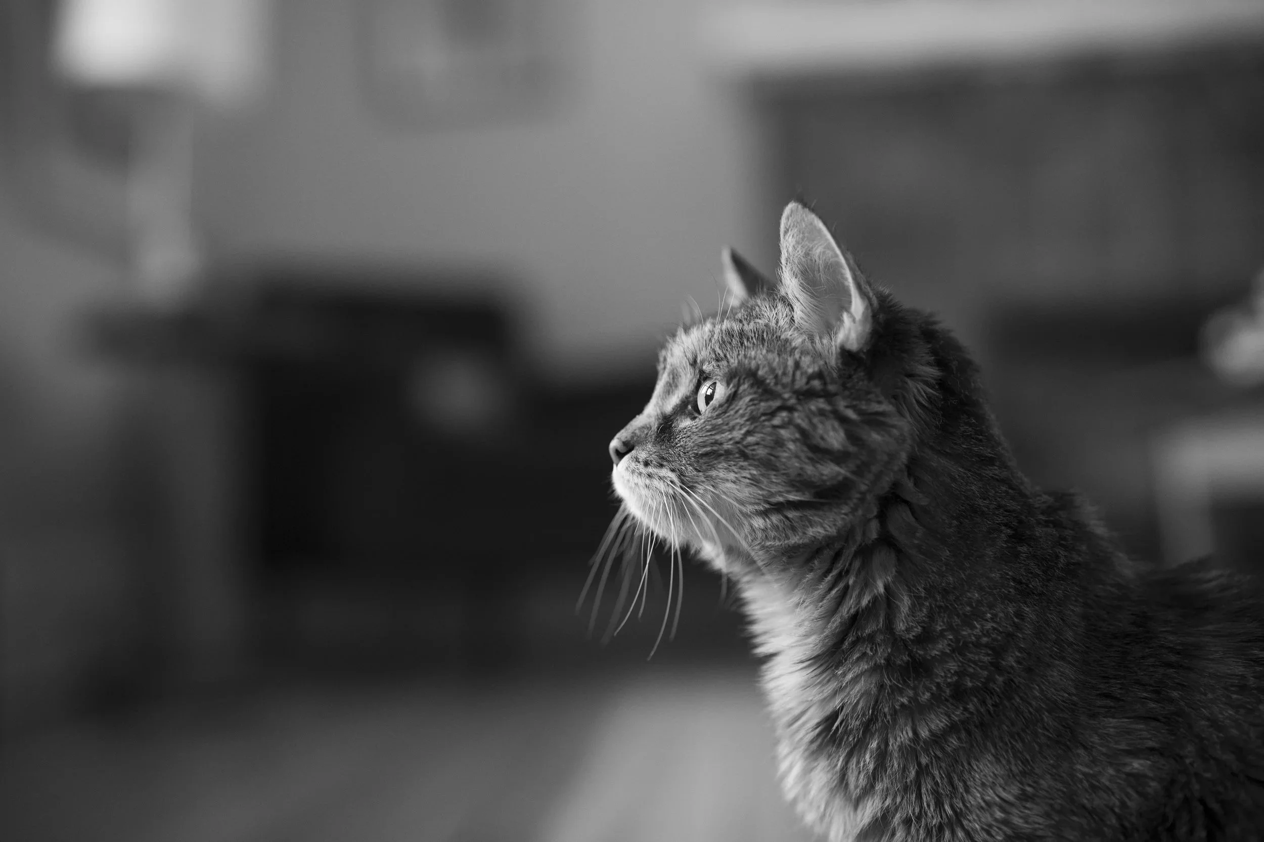 Saying goodbye to Flitter