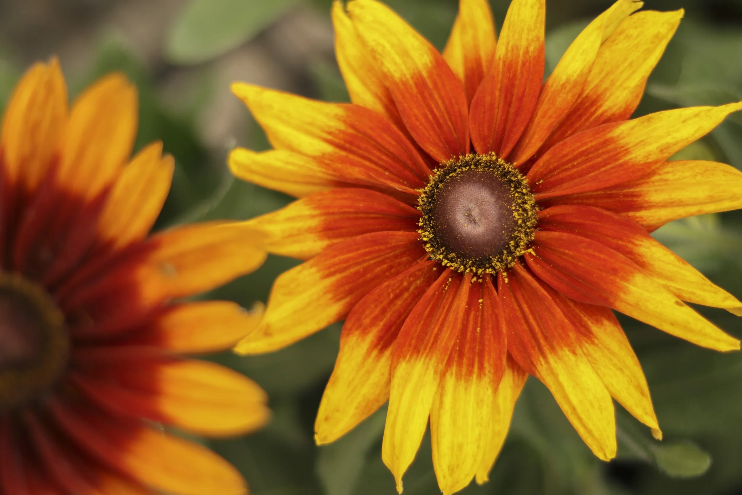 GC_Fall Annuals_825__34.jpg
