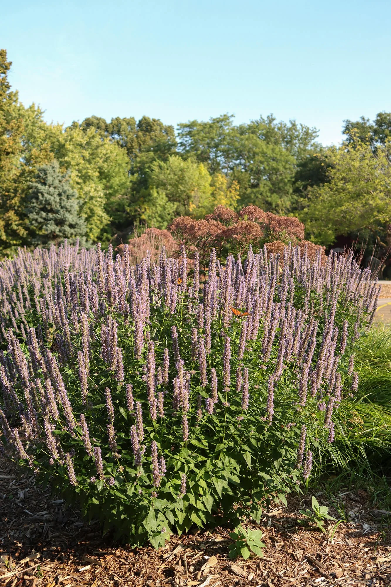 Pollinator Garden__3_web.jpg