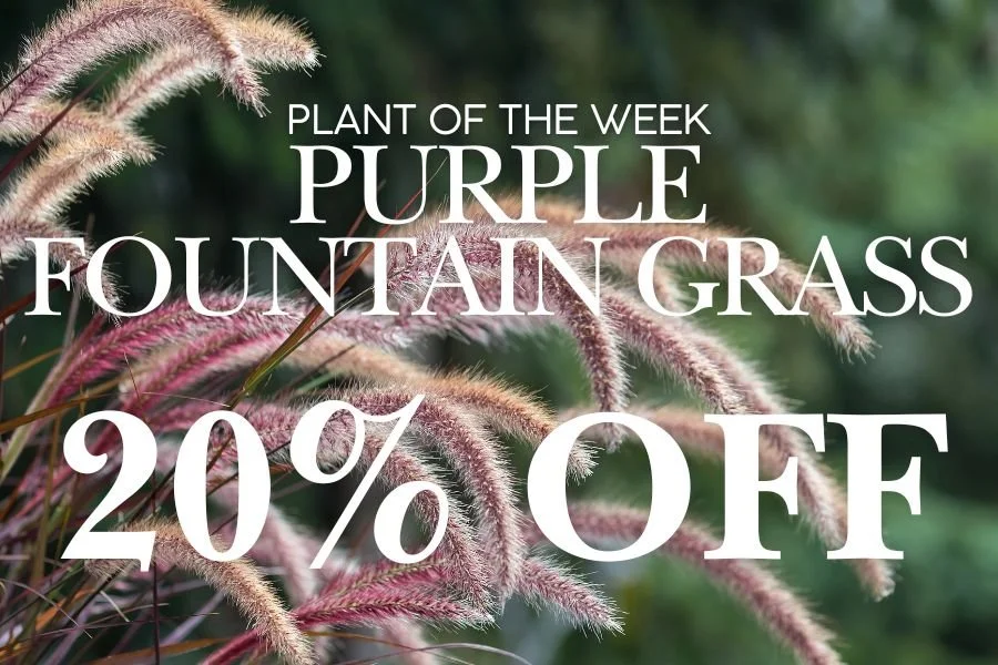 PLANT OF THE WEEK: PURPLE FOUNTAIN GRASS