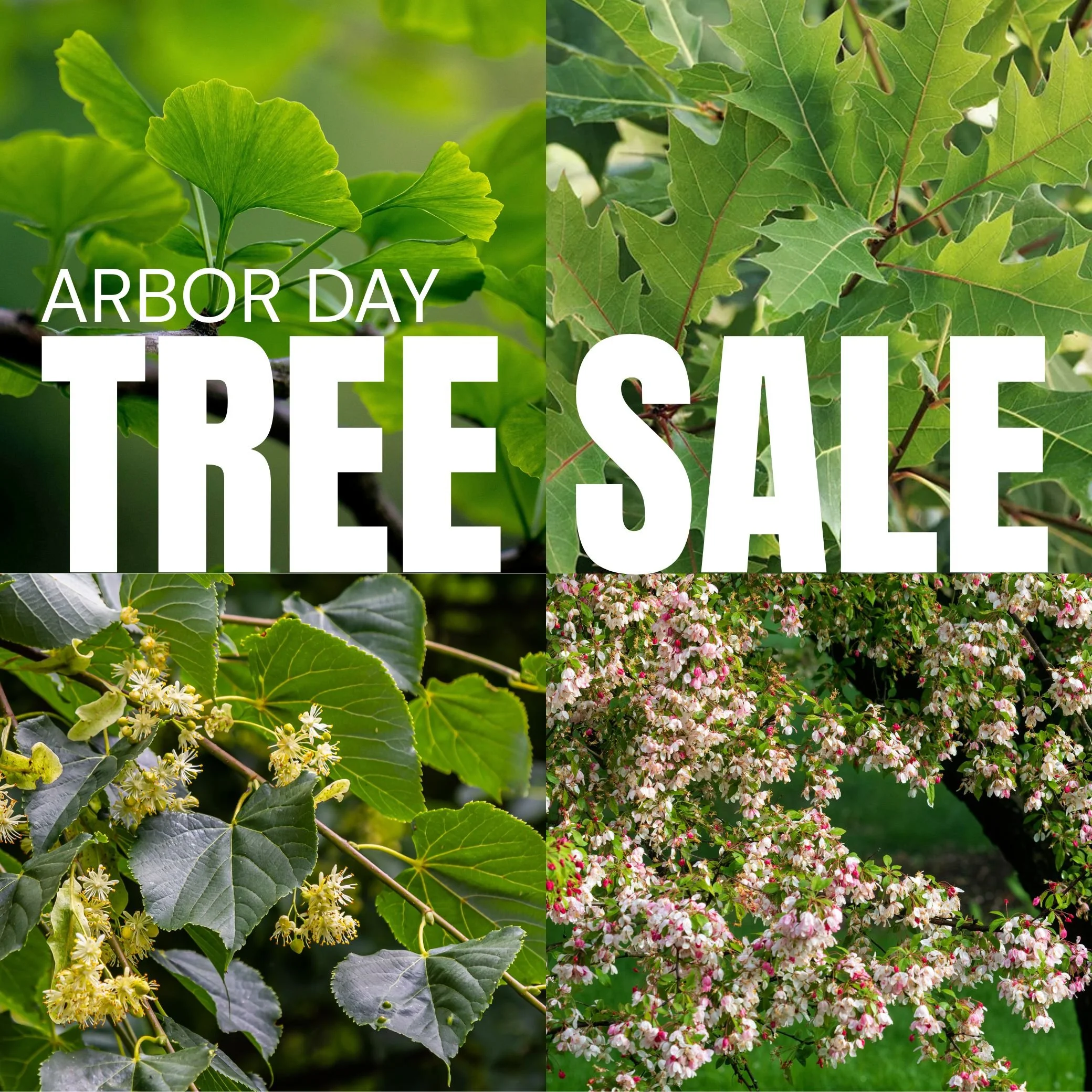 Arbor Day Sale
