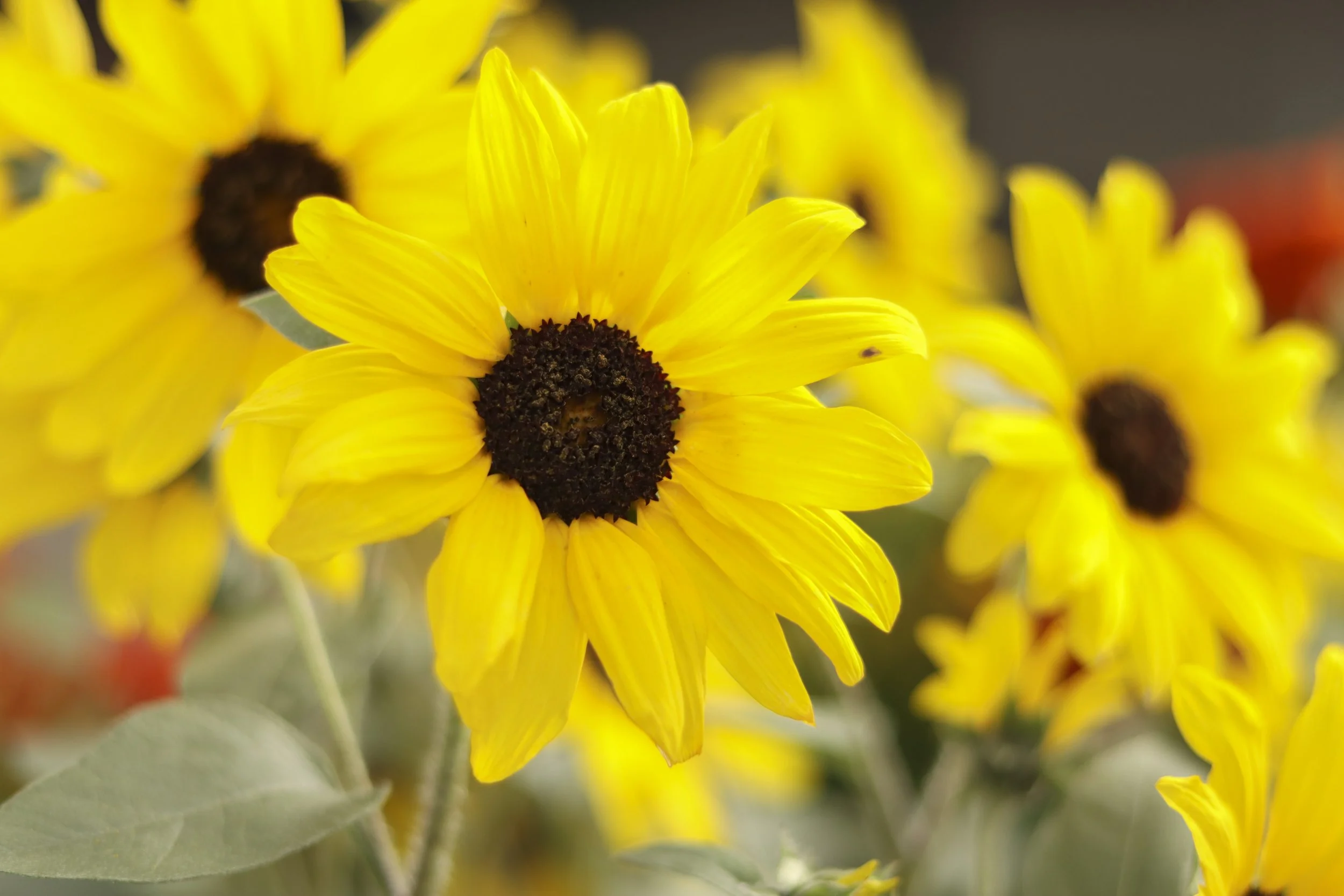 GC_Fall Annuals_825__31.jpg