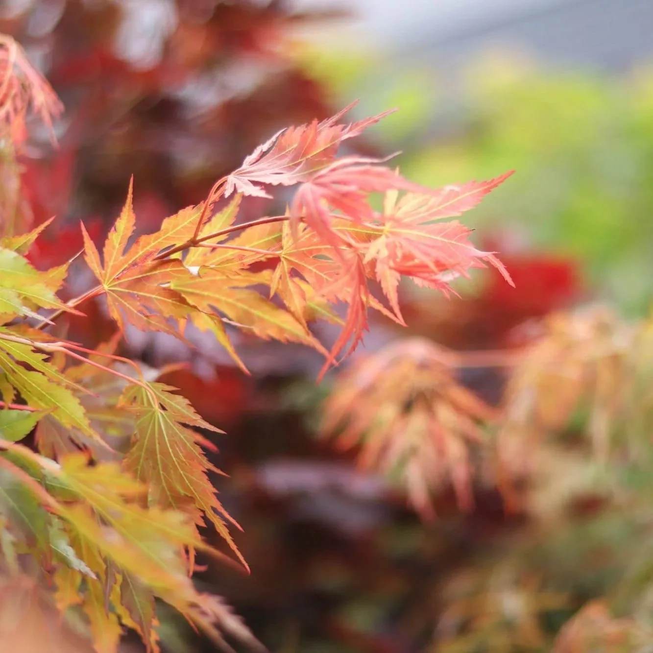 fall colored leaves