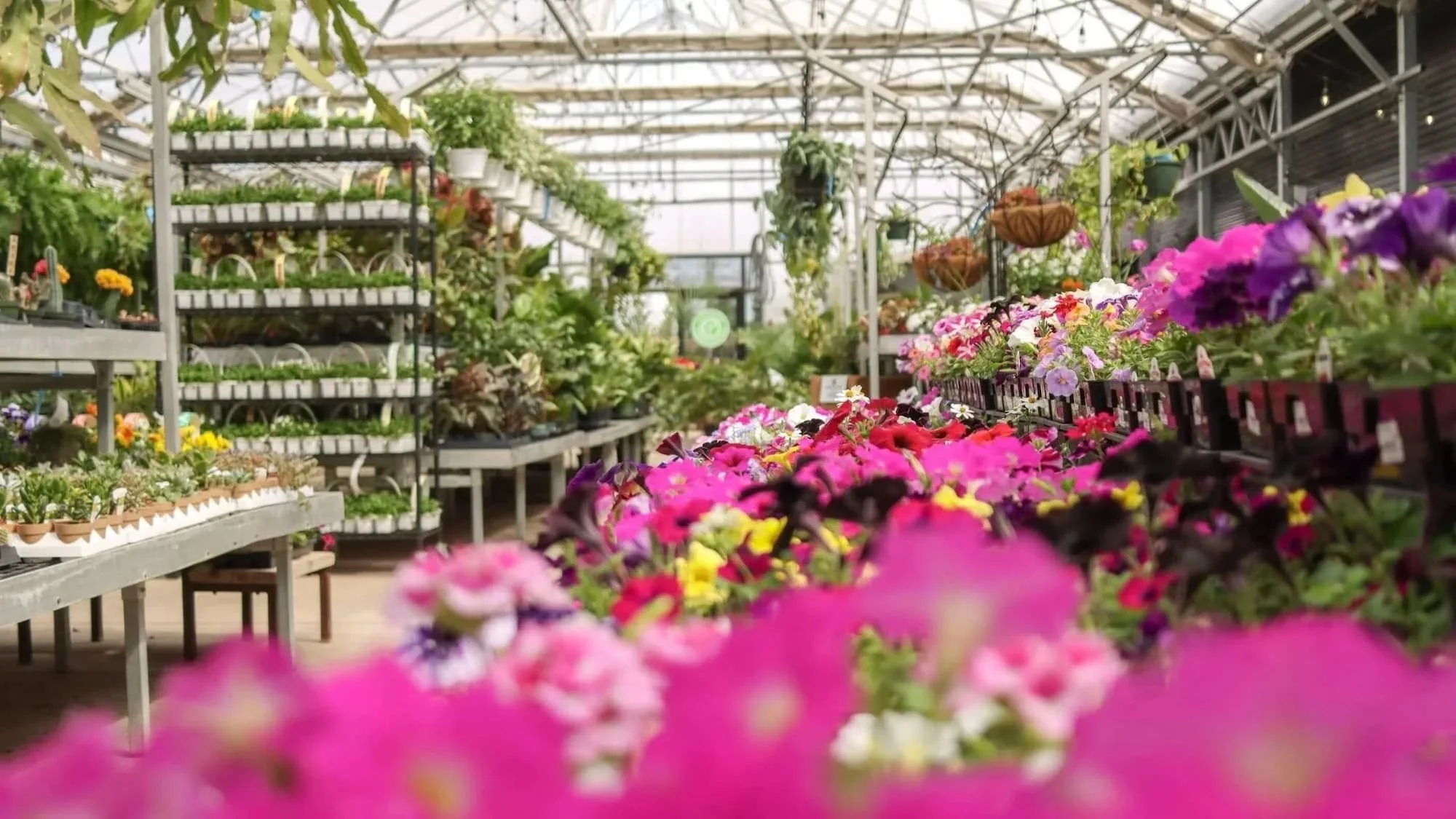 pretty pink row of flowers in the garden center
