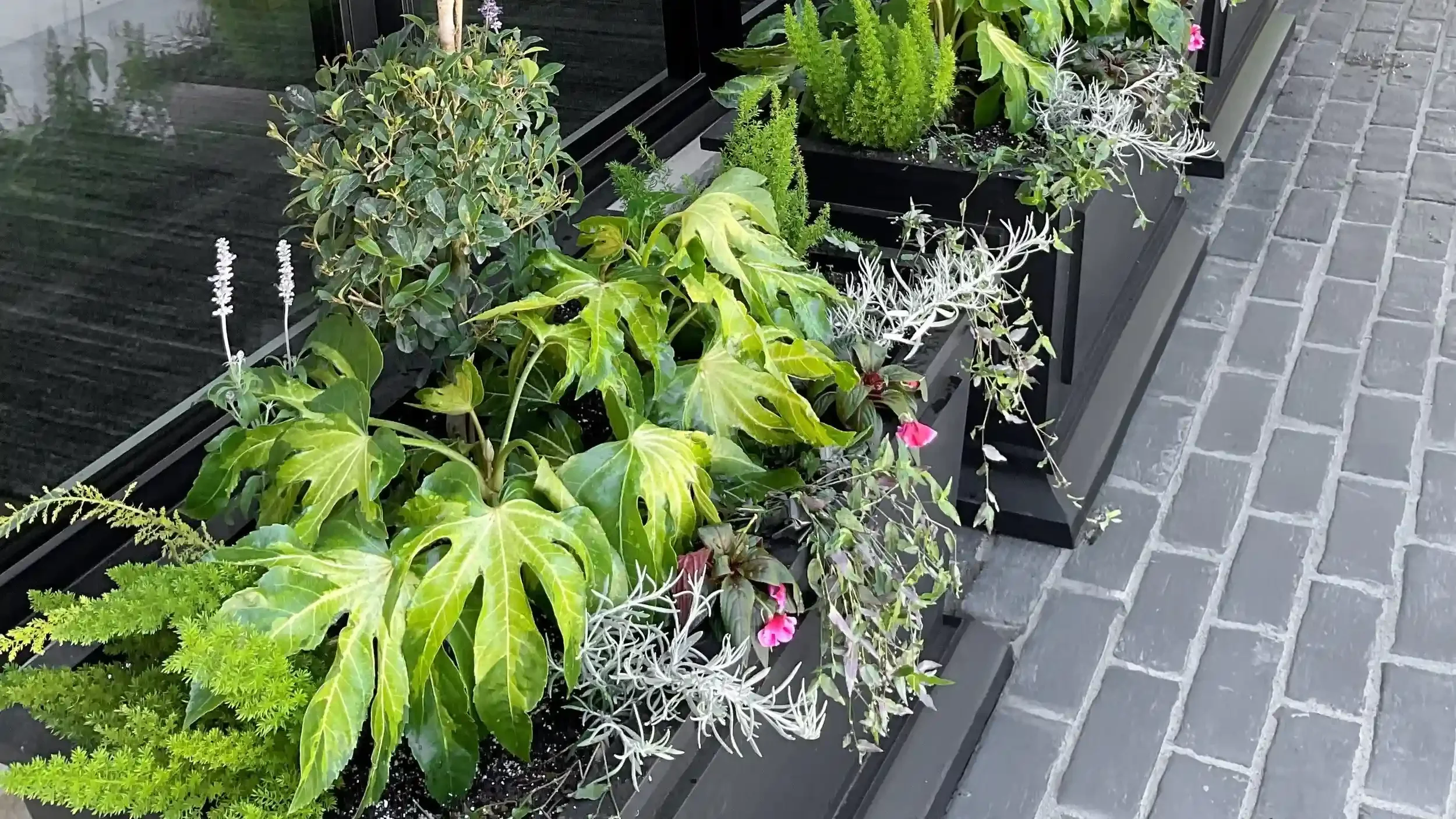 plants in large black pots