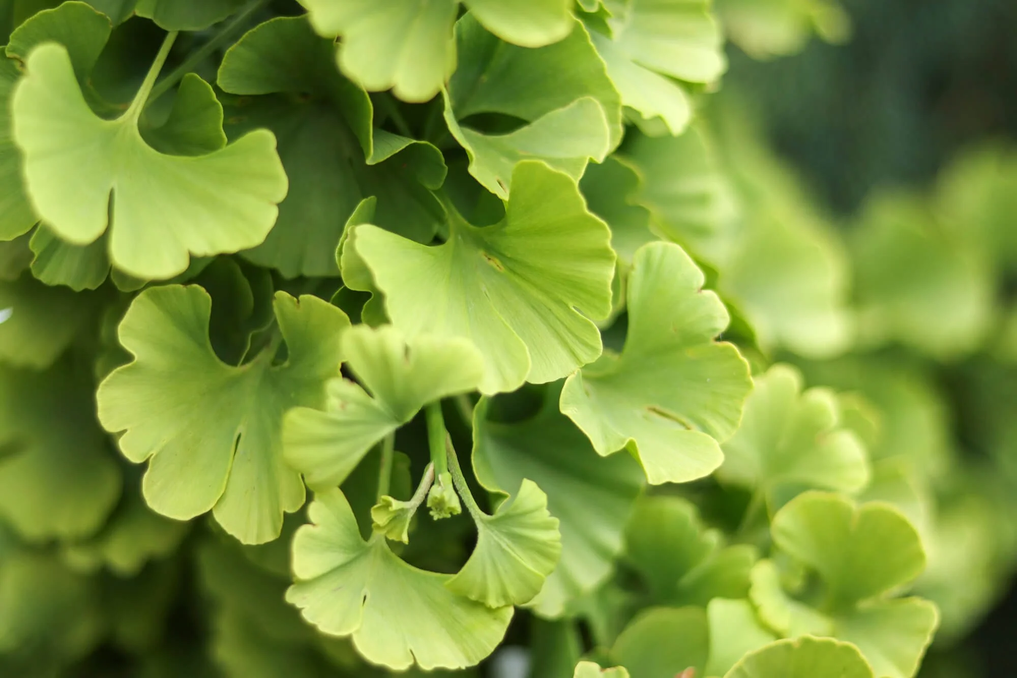 green ginkgo plant