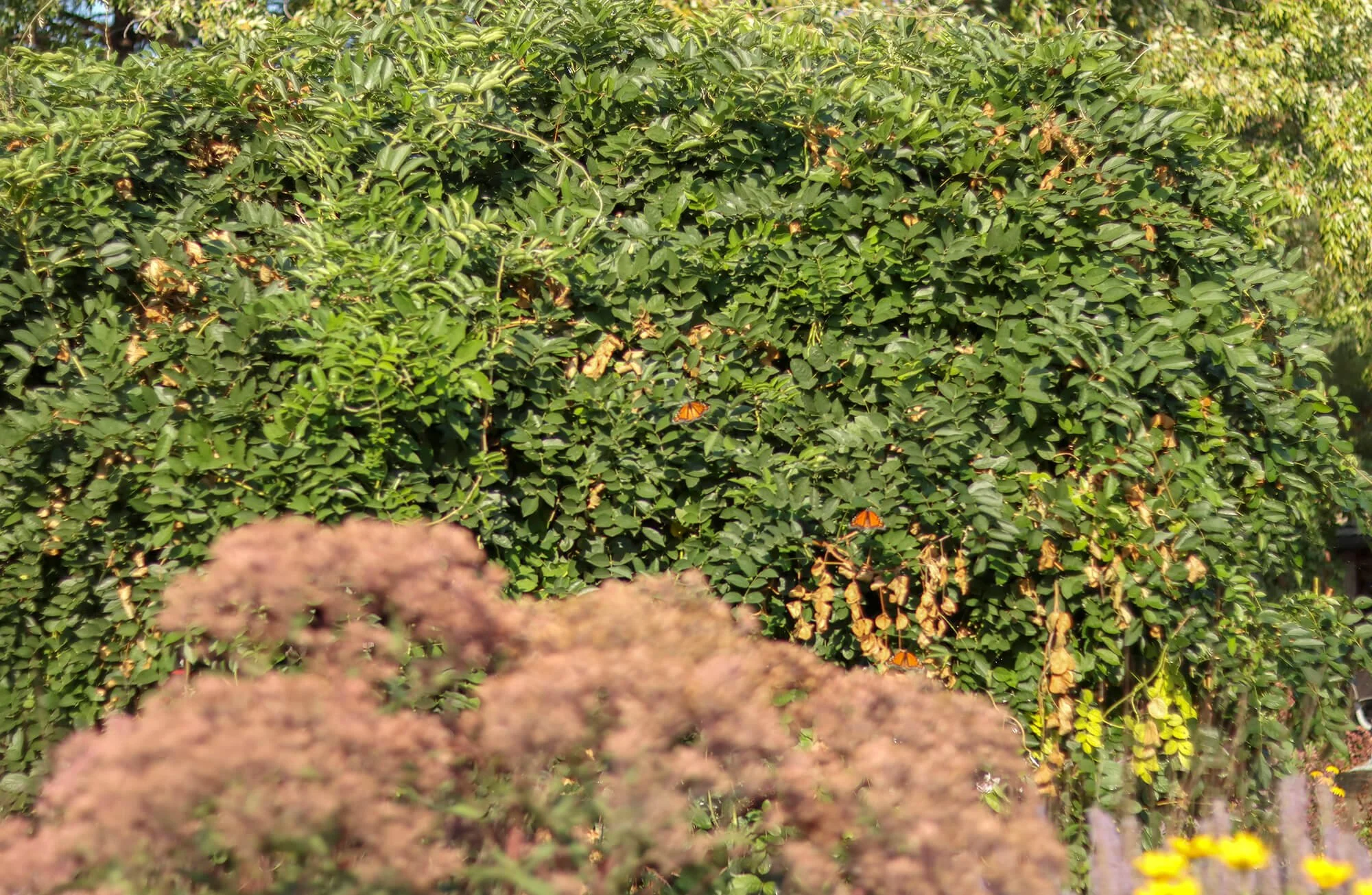 Pollinator Garden__4_web.jpg