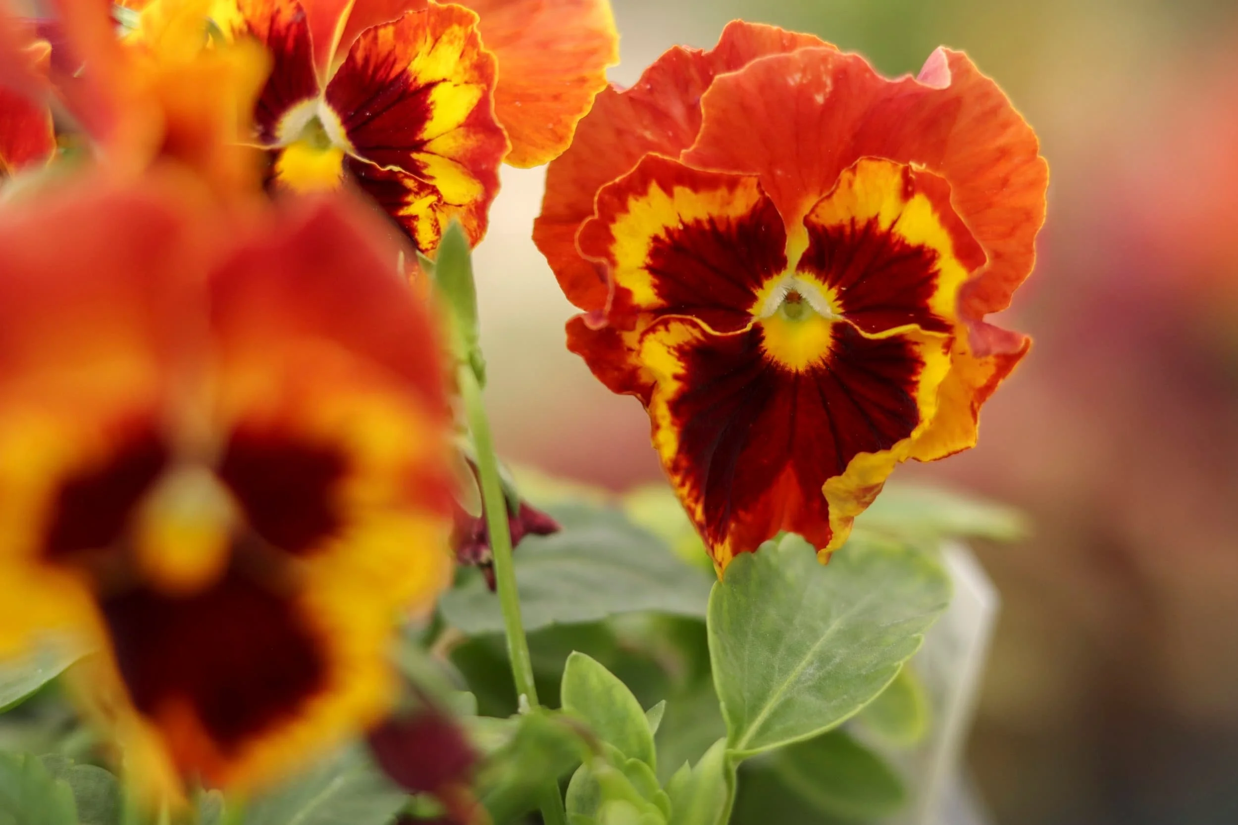 Orange yellow and maroon fall annuals flower