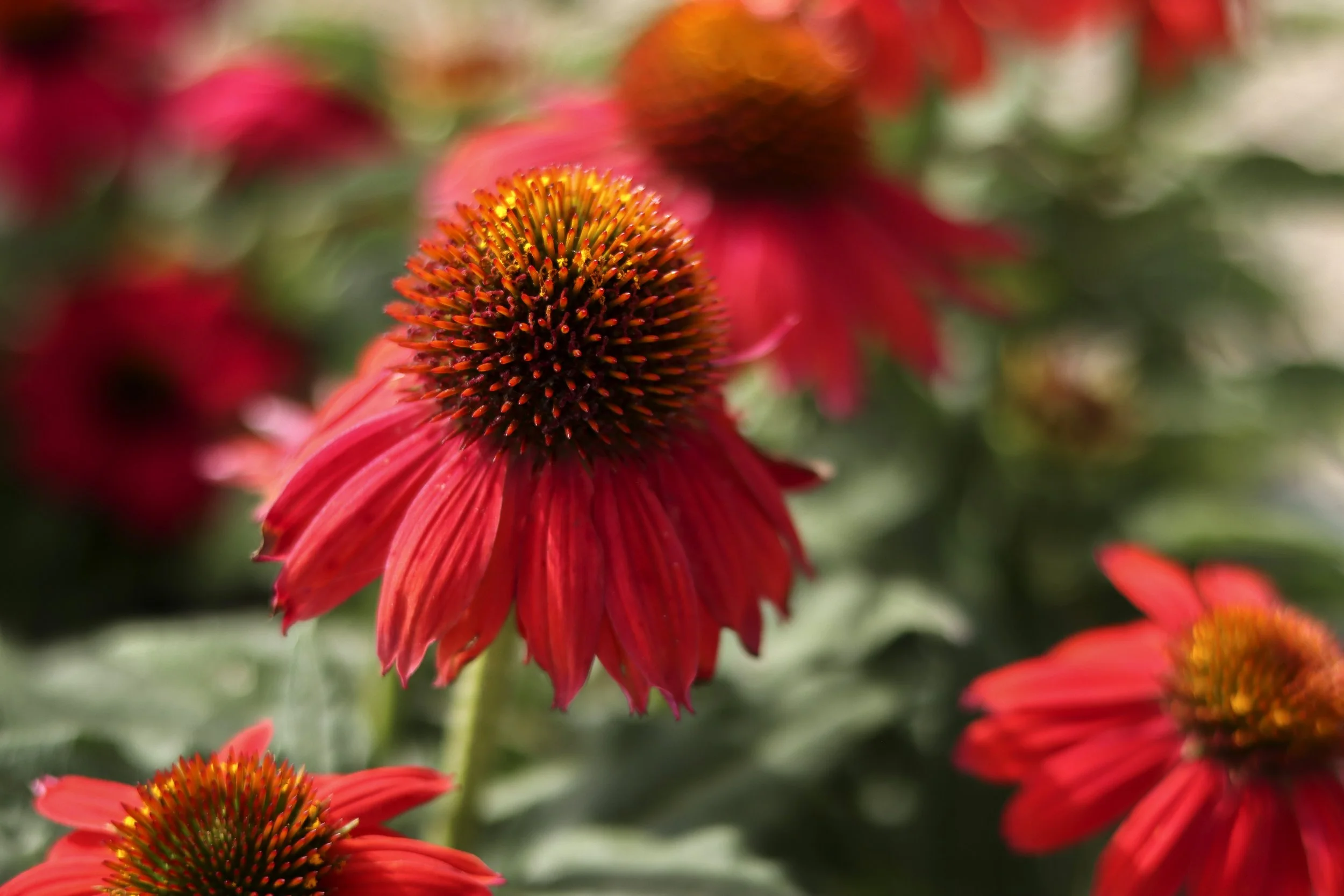GC_Perennials_625__36.jpg