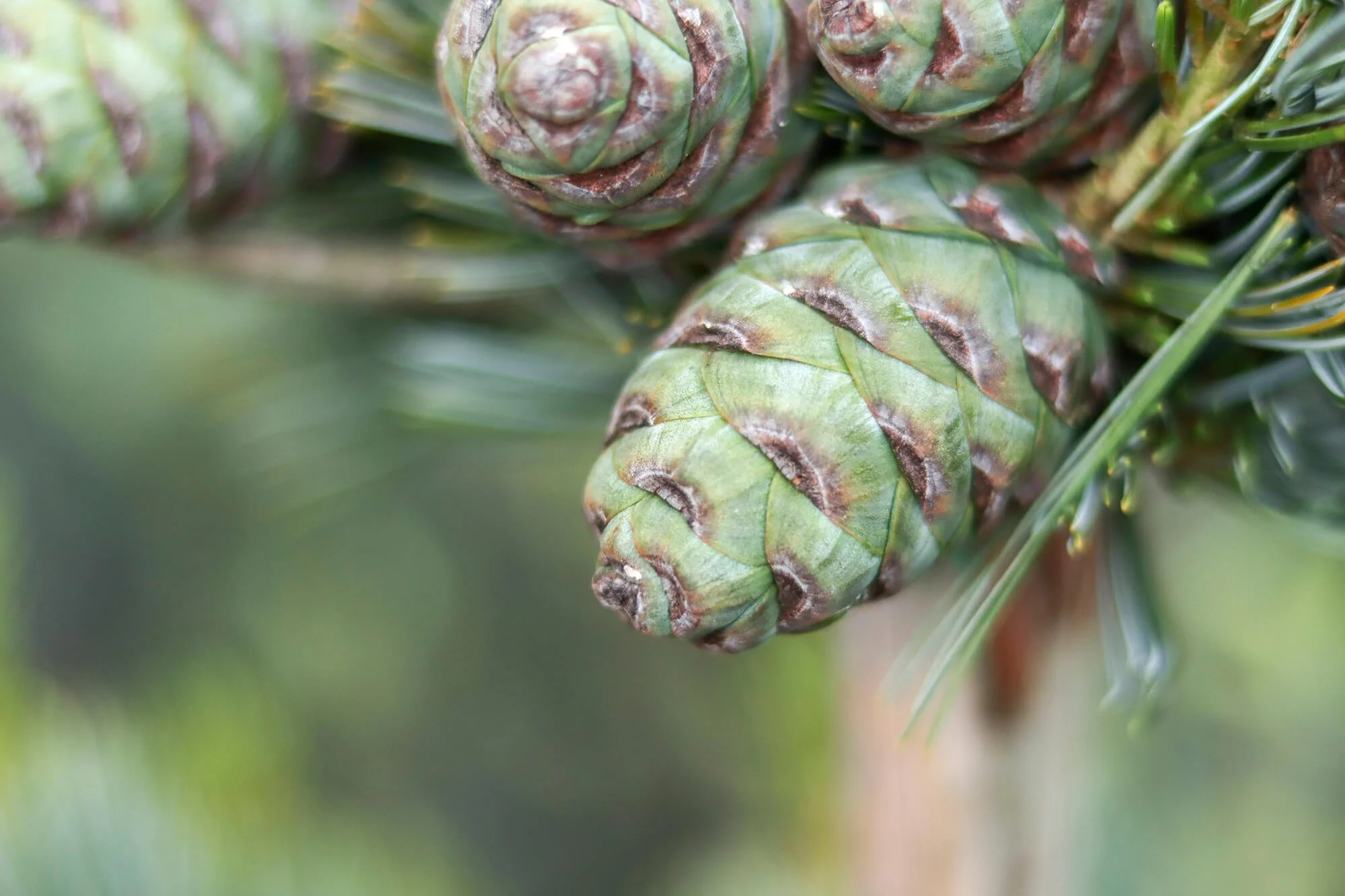 undeveloped pinecone
