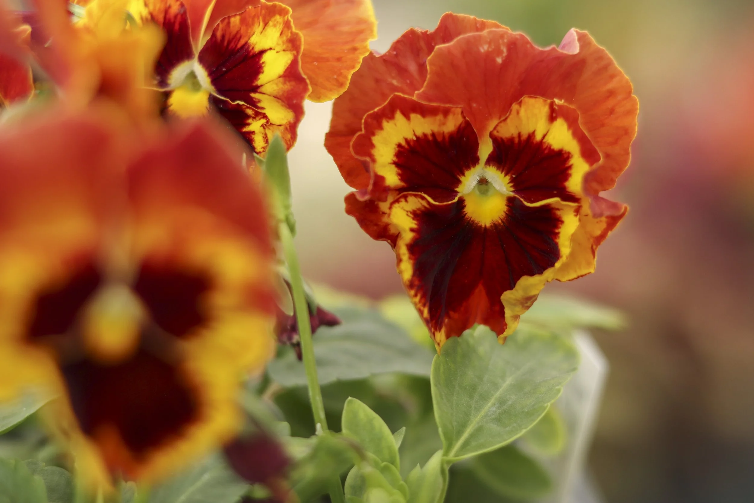 GC_Fall Annuals_825__12.jpg