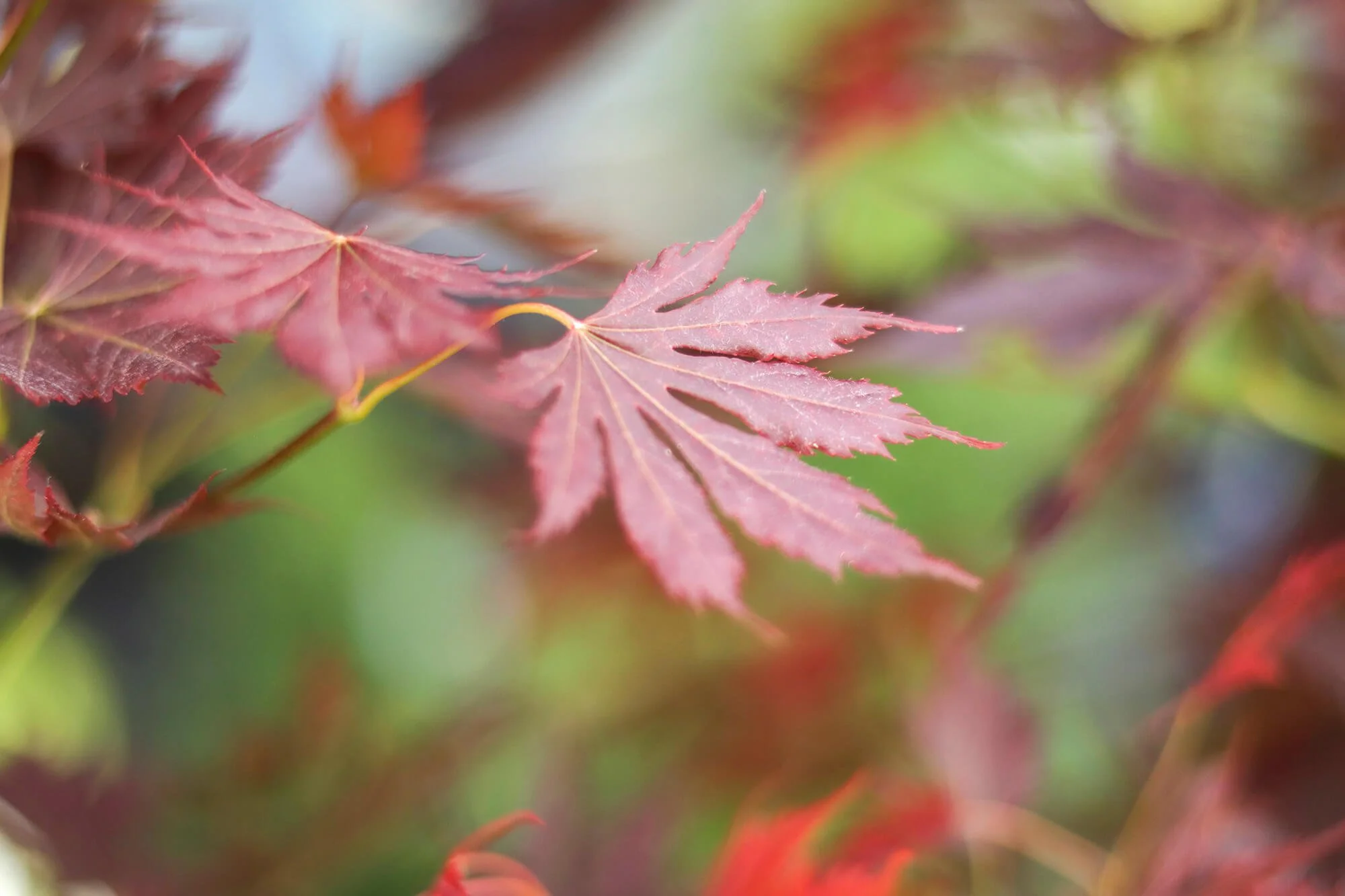 a red maple looking leaf