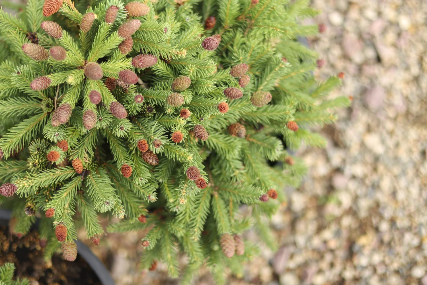 Trees for sale near me