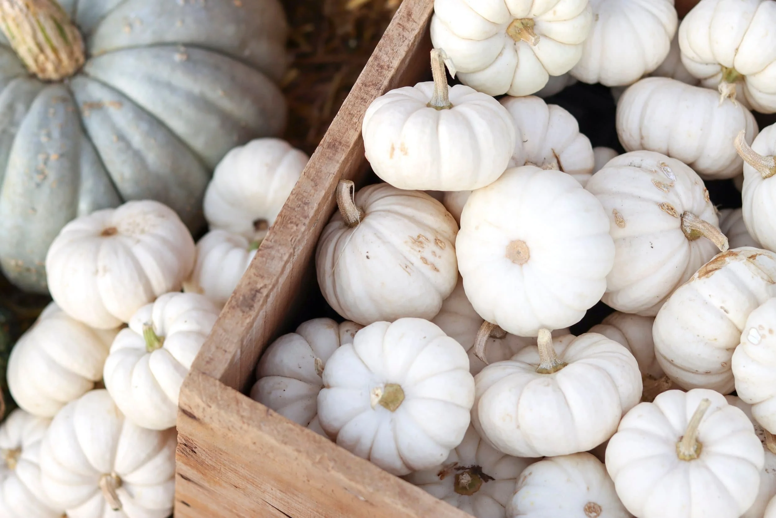 basket full of small white pumpkins