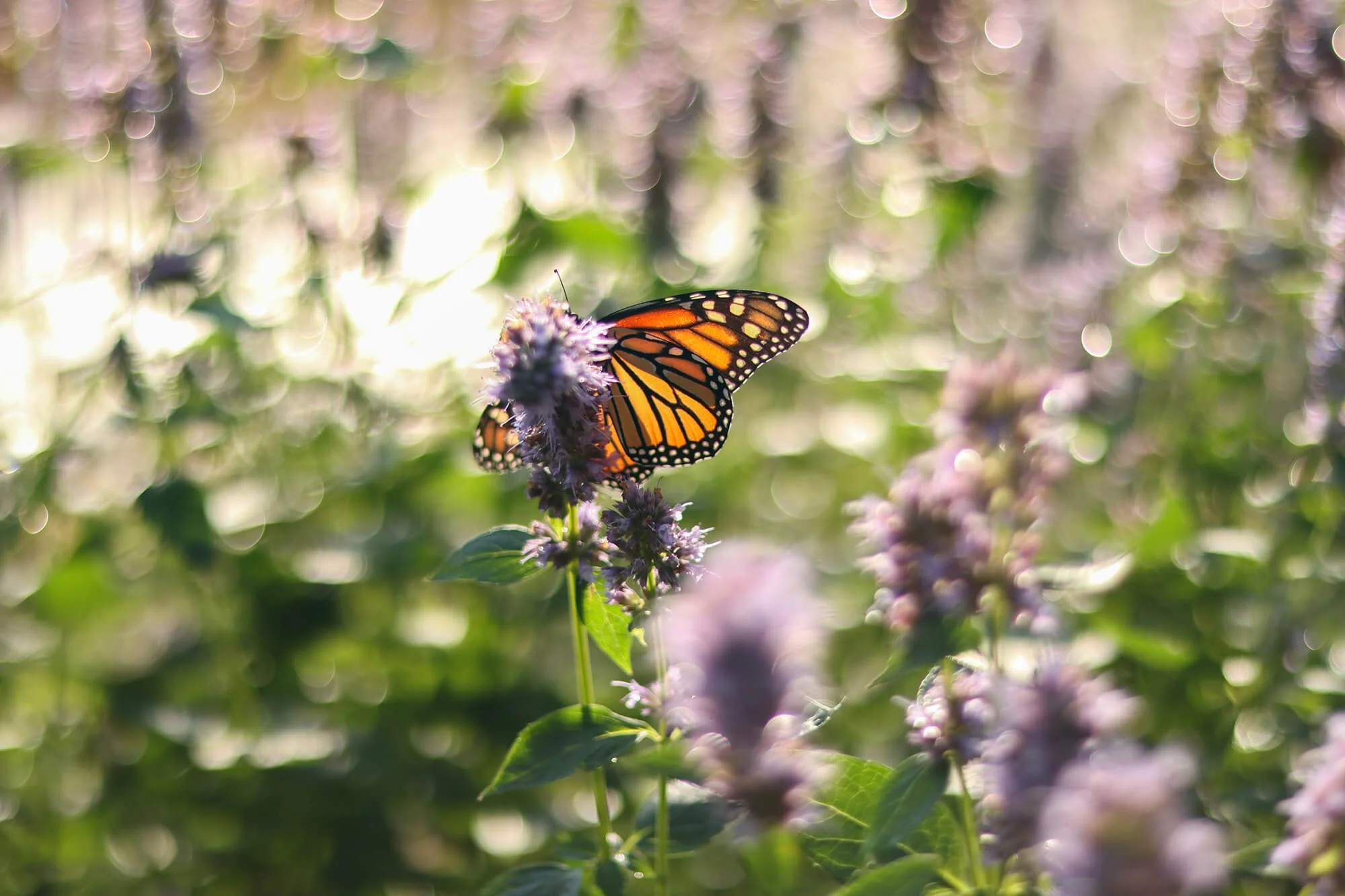 monarch butterfly landing on lavender plant