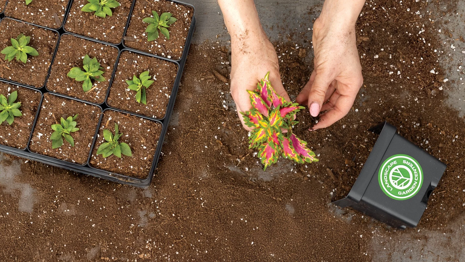 someone pulling out a green and pink plant from the dirt