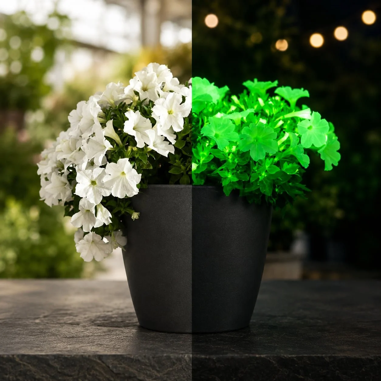 side by side comparison of the firefly petunia during the day vs. at night