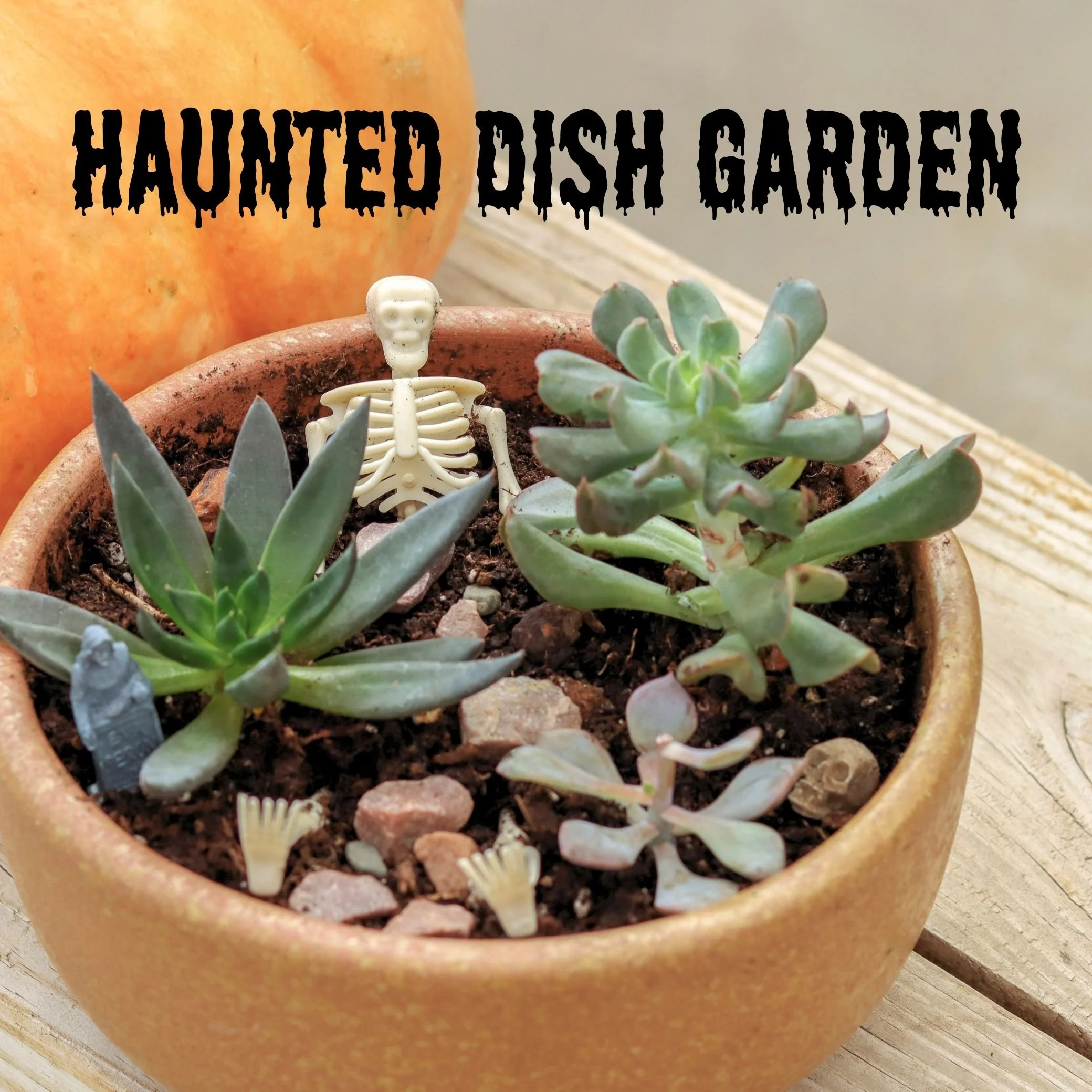 Haunted Dish Garden SQ.jpg