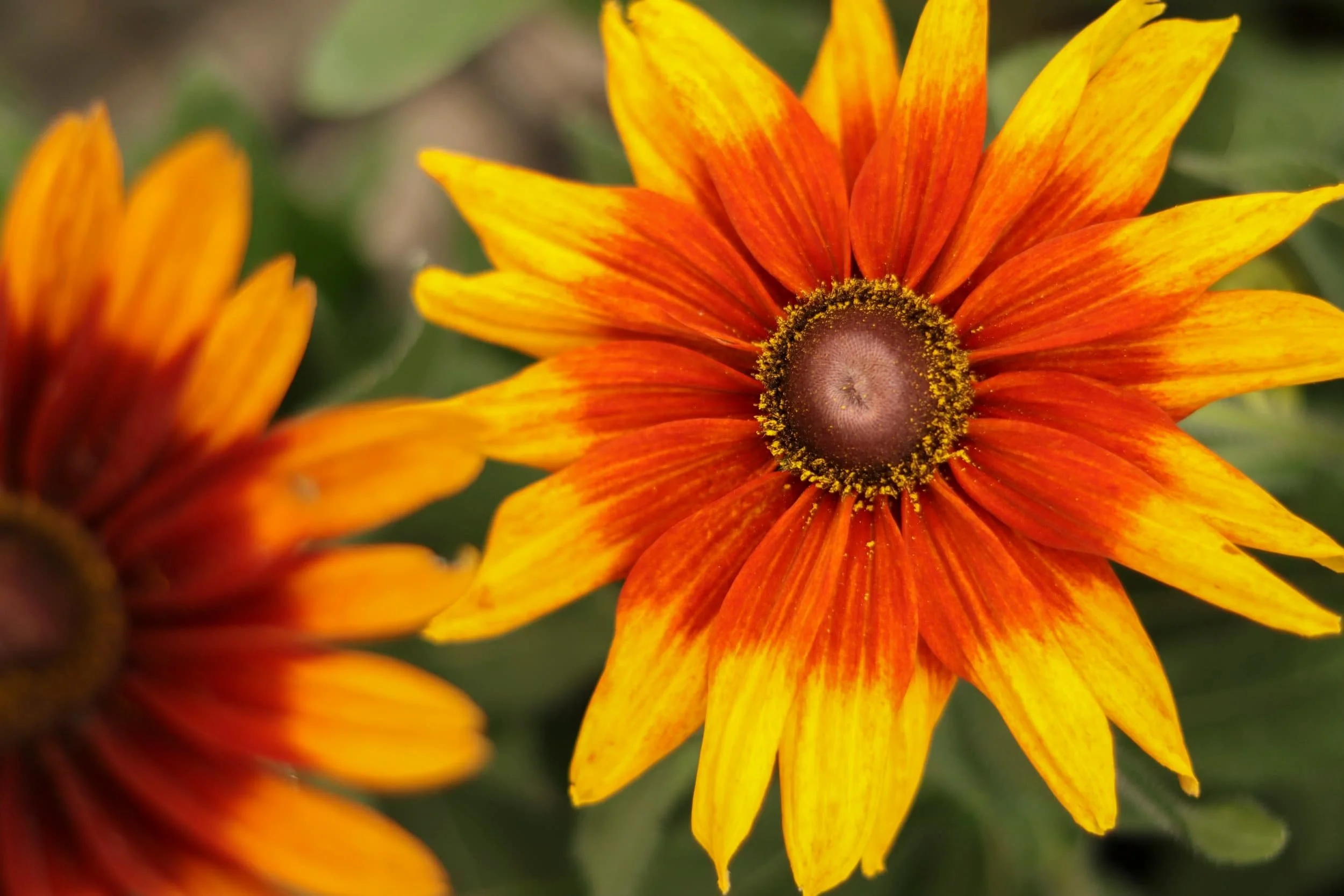 Yellow and orange fall annuals flower