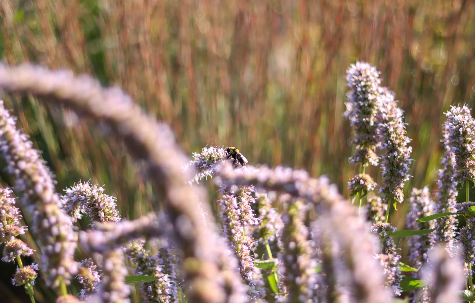 Pollinator Garden__7_web.jpg
