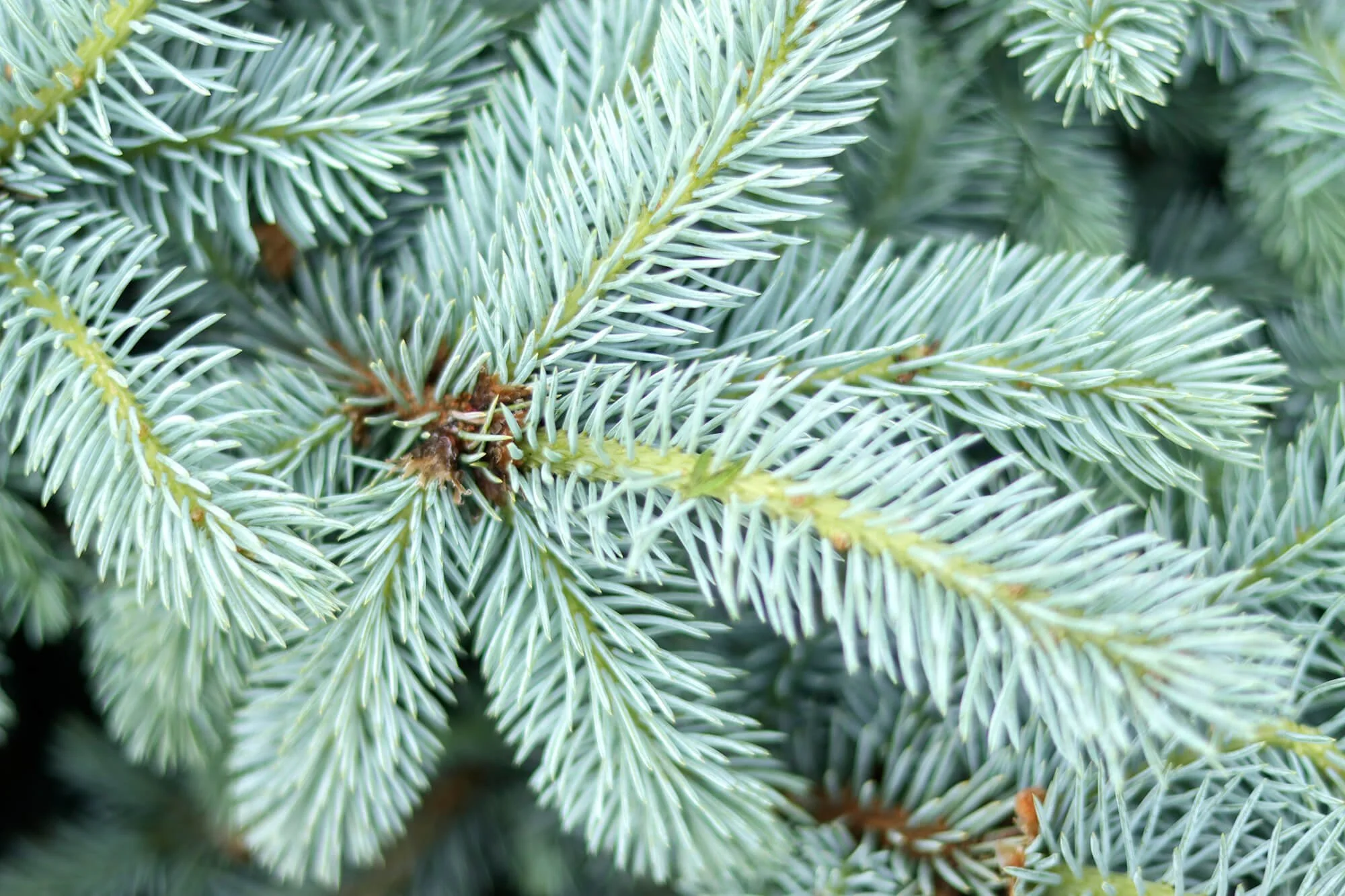 evergreen pokey branches