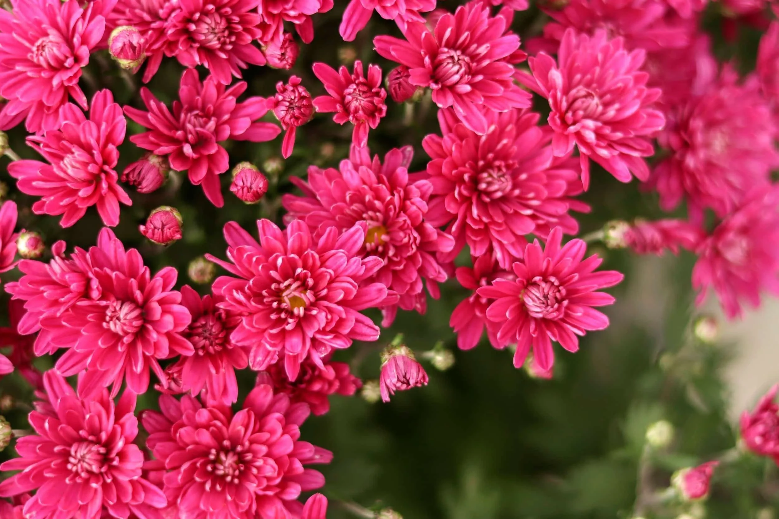 bright pink flowers