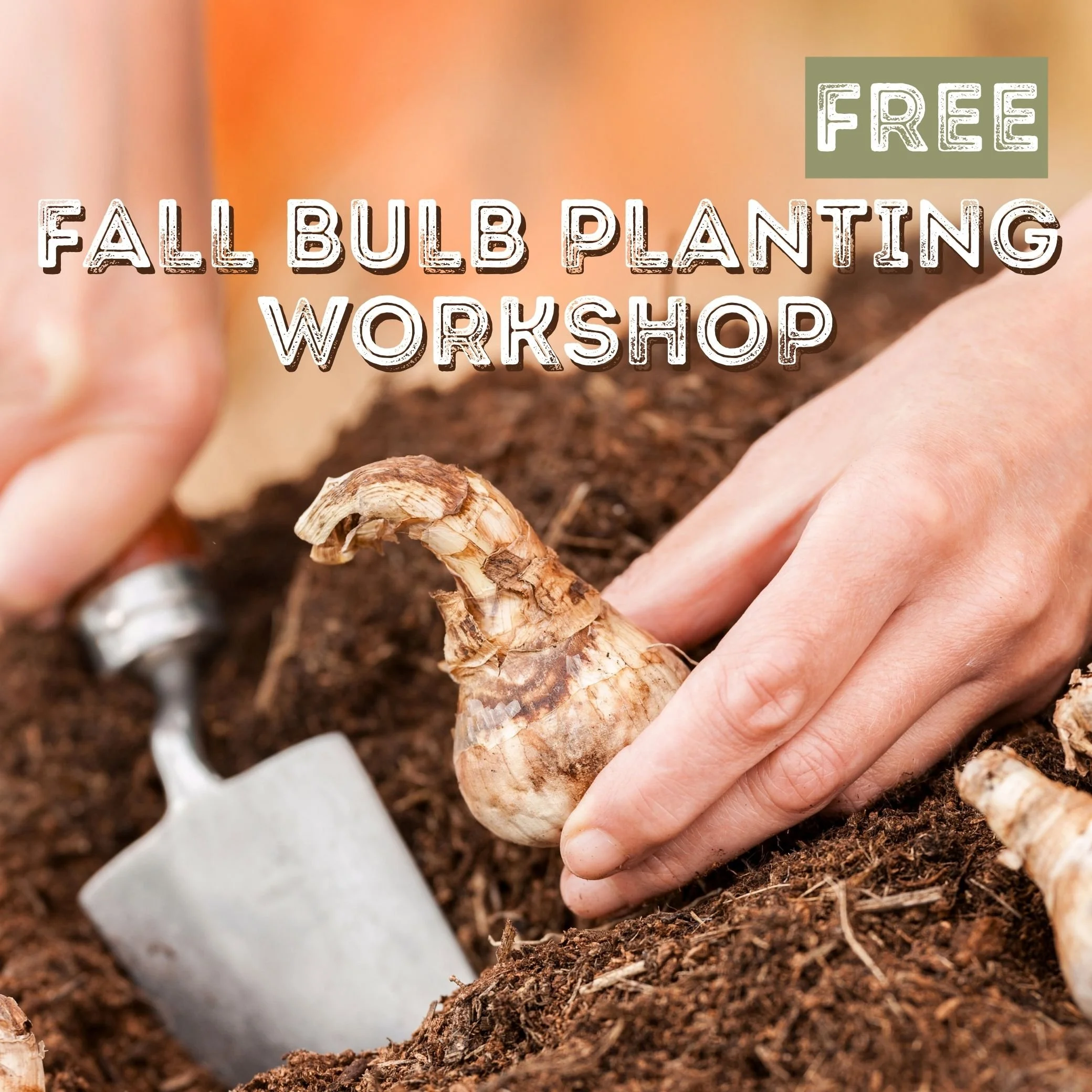 Fall Bulb SQ.jpg