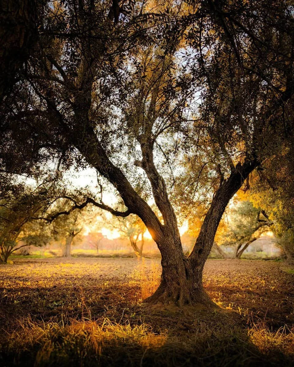 a large tree with sun shining through
