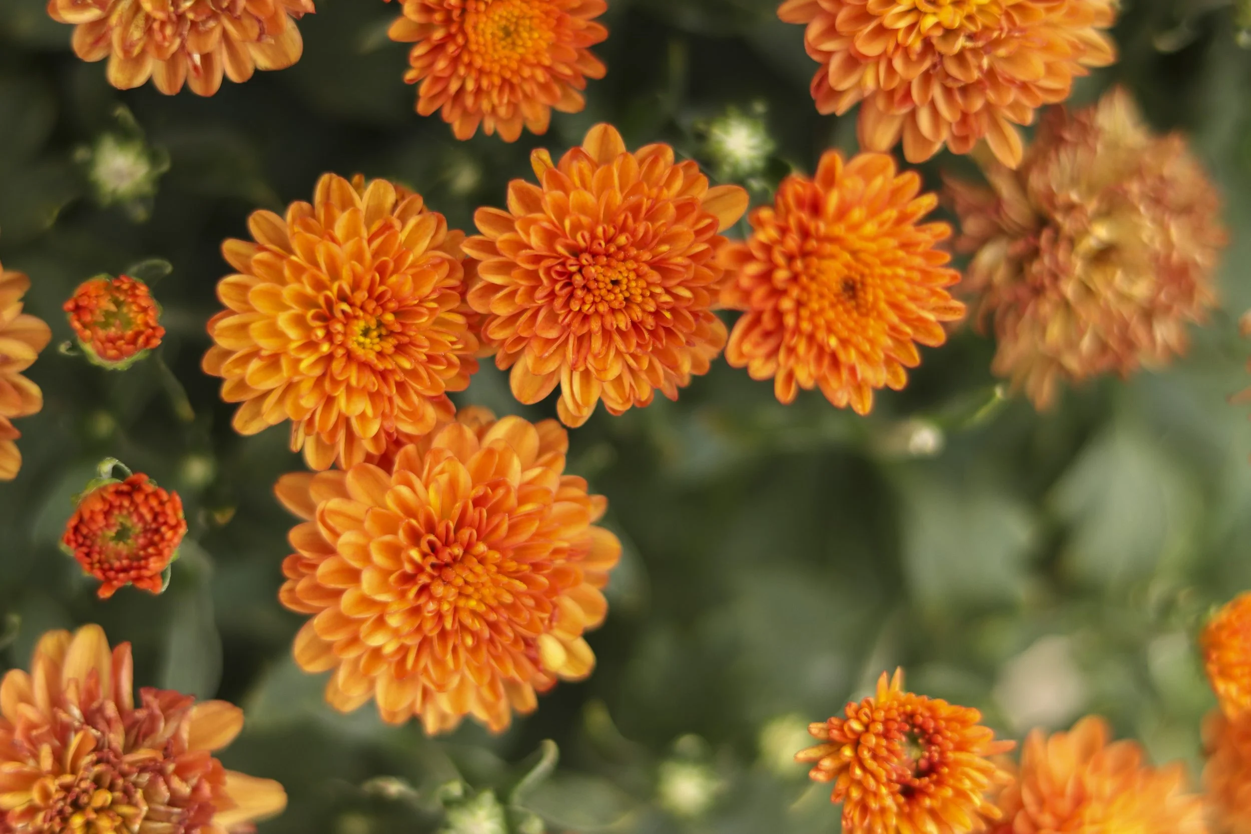 GC_Fall Annuals_825__30.jpg