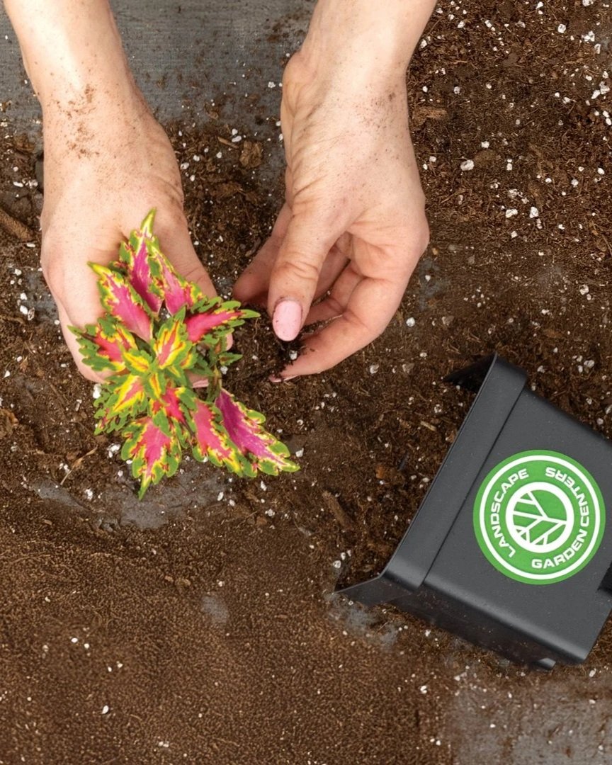 someone pulling out a pink and green plant from the dirt