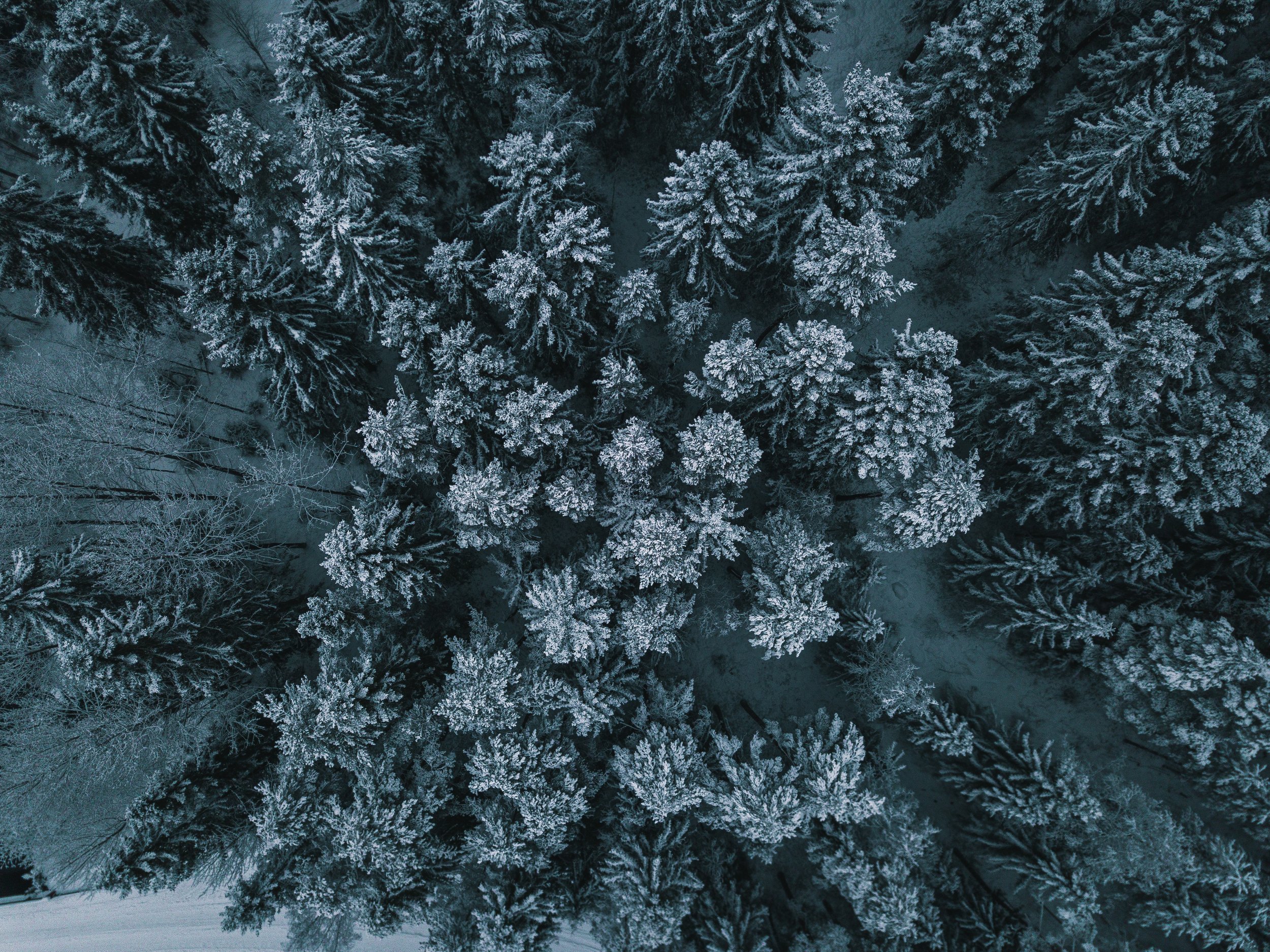 Vinter_kortjärvi-6.jpg