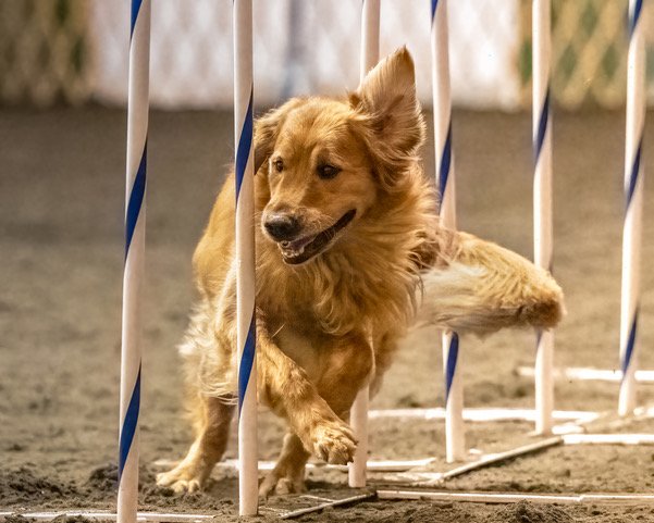 Golden Retriever Bryce JWW O _DSC9623 05 15 2022.jpeg