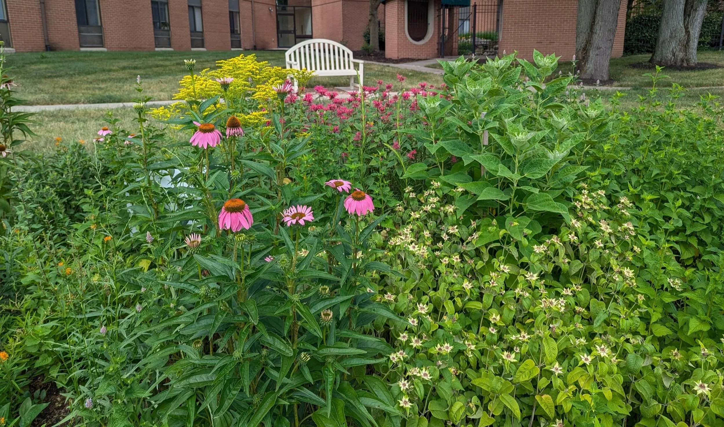 Image of a native plant garden with a garden bench