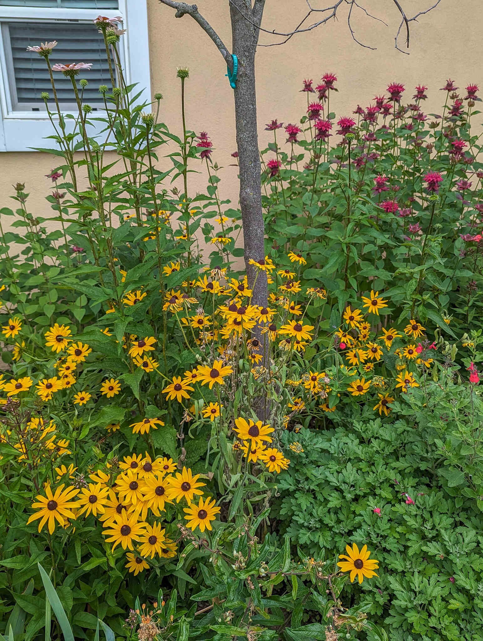 ohio-native-concepts-landscape-columbus-pollinator-flower-garden-design-ecological_31_500.jpg