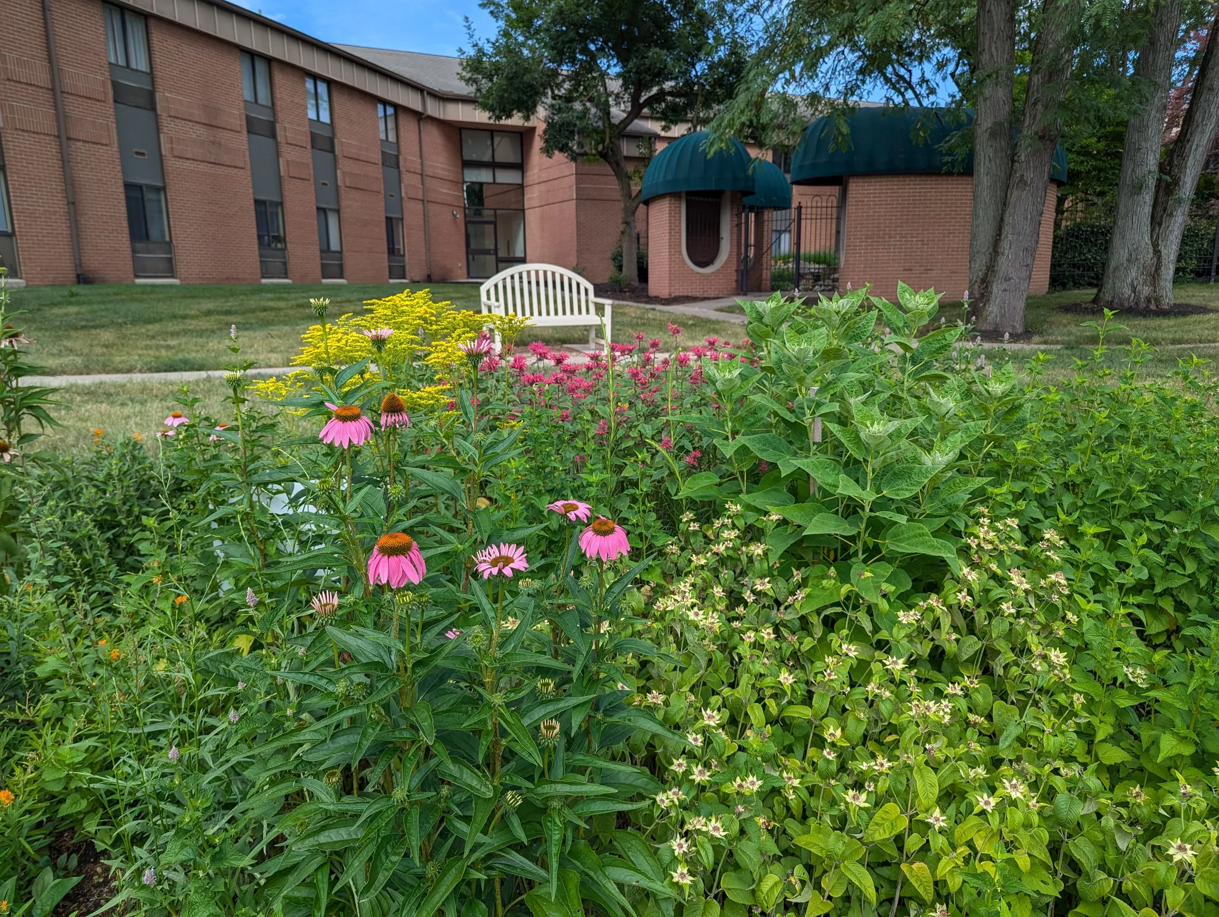 Up close shot of various wildflowers in a layered island planting