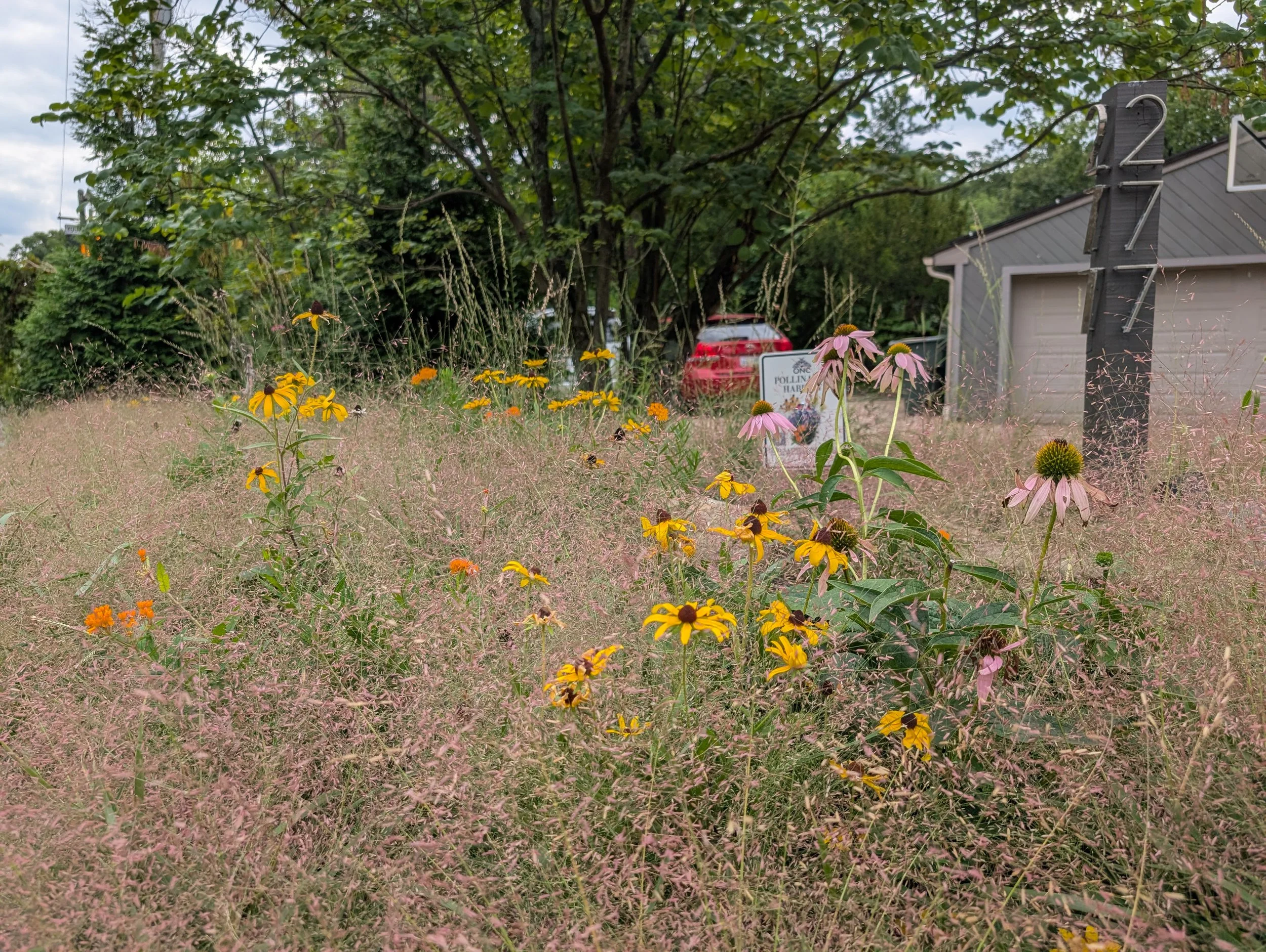 Purple lovegrass matrix with Black-eyed susans, Butterfly milkweed, and Purple coneflower