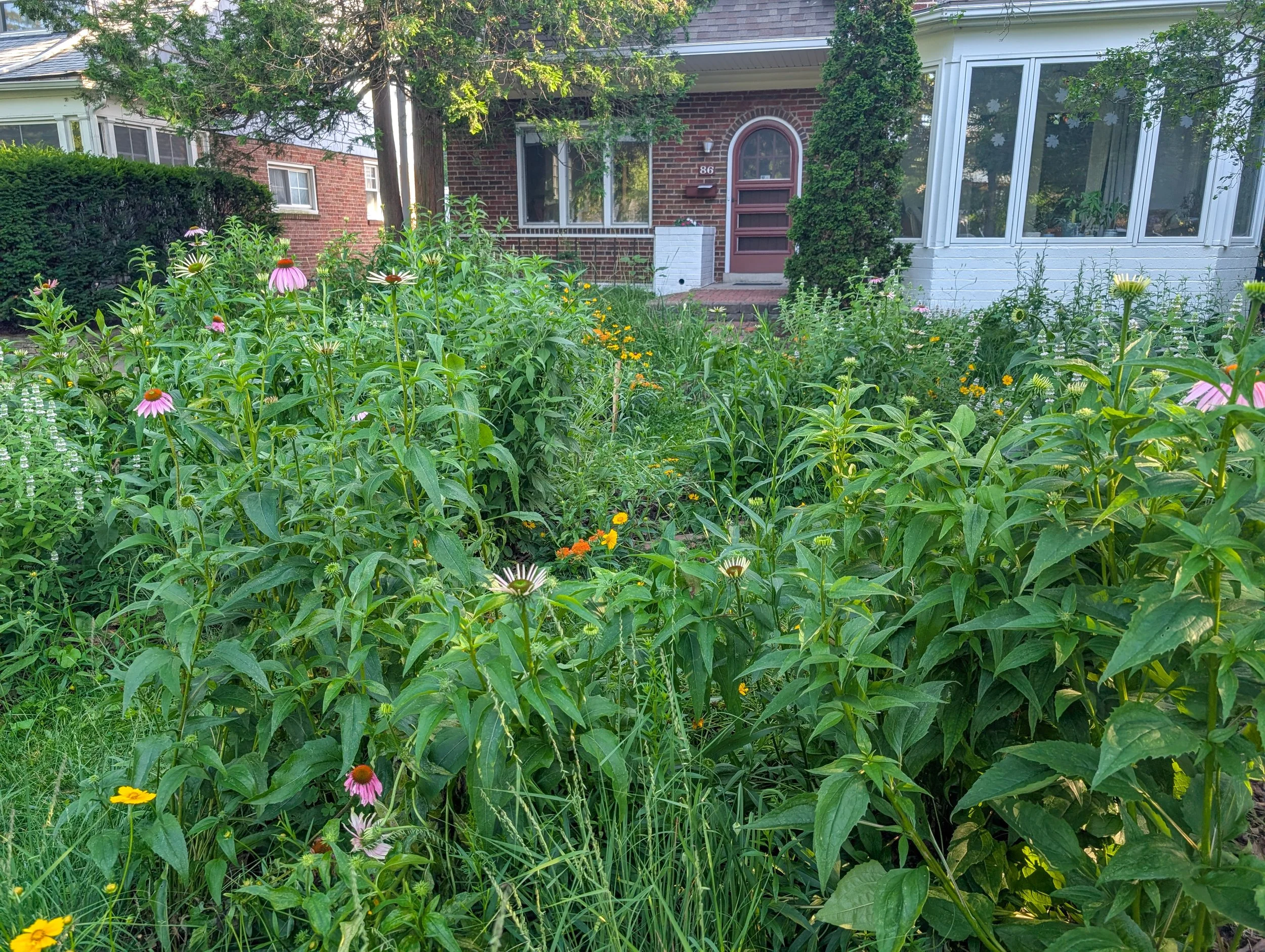 Close up image of a grass, sedge, and wildflower layered garden
